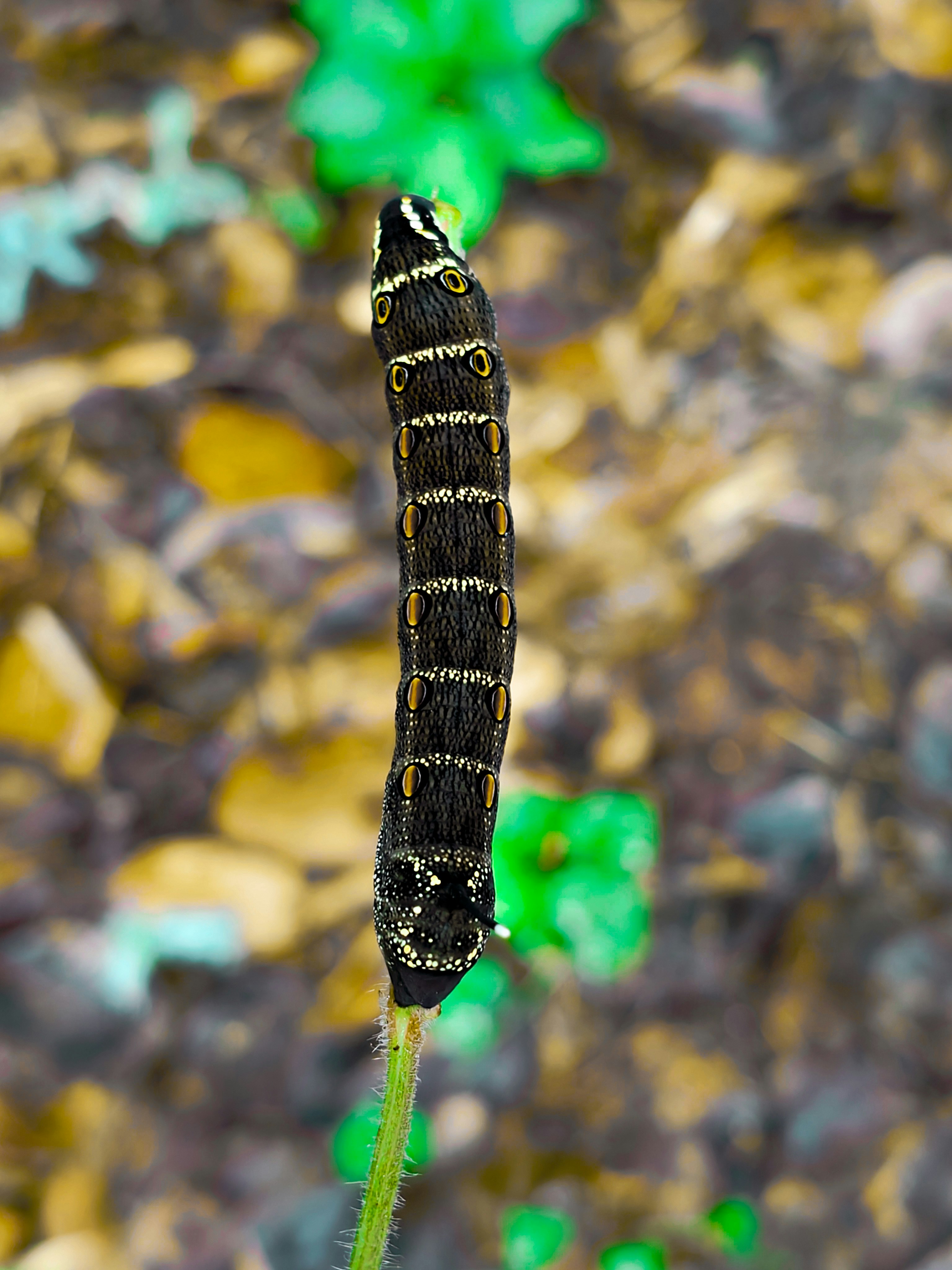 植物の毛虫のクローズアップ