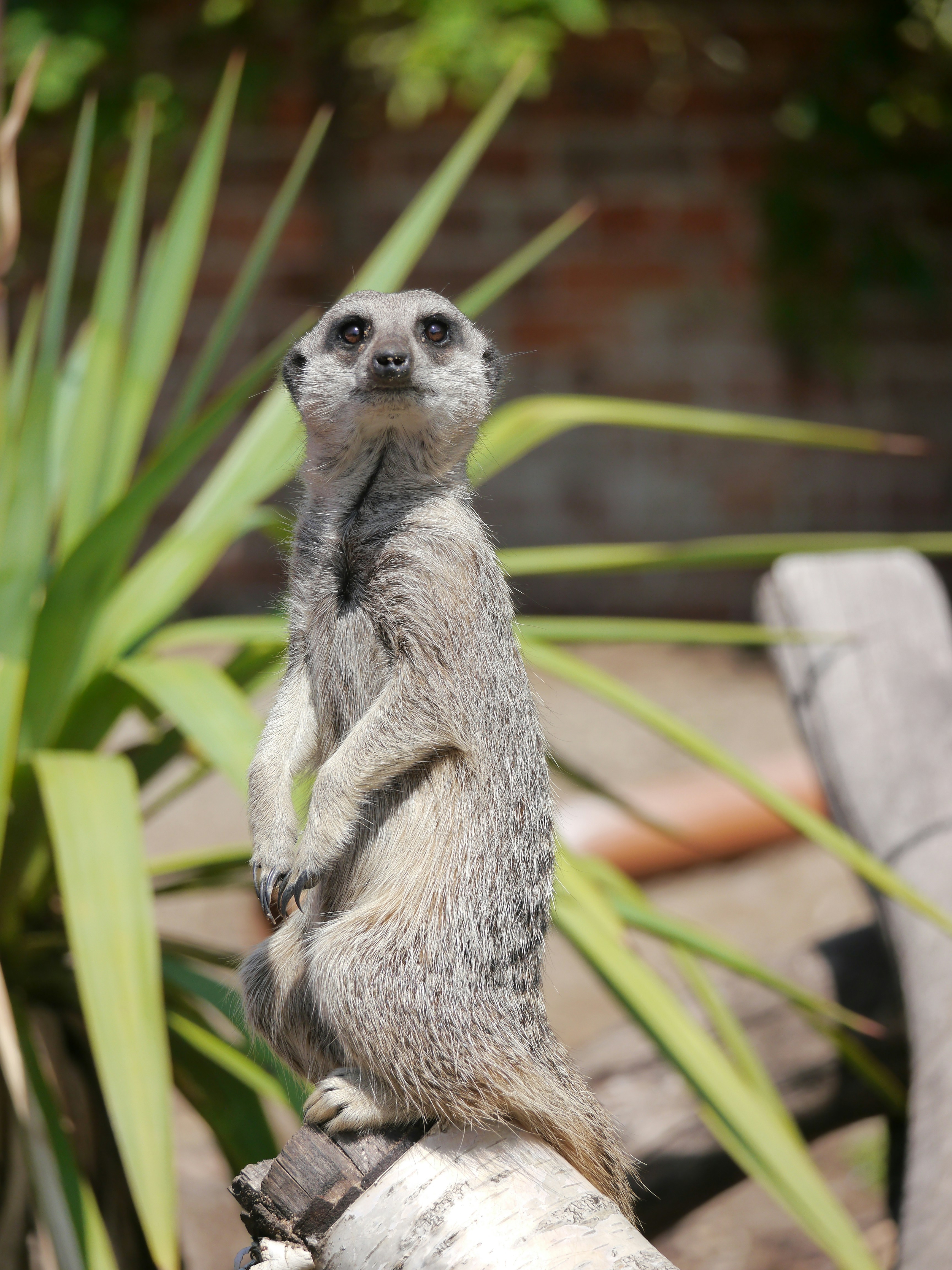 A small meerkat standing on a tree branch