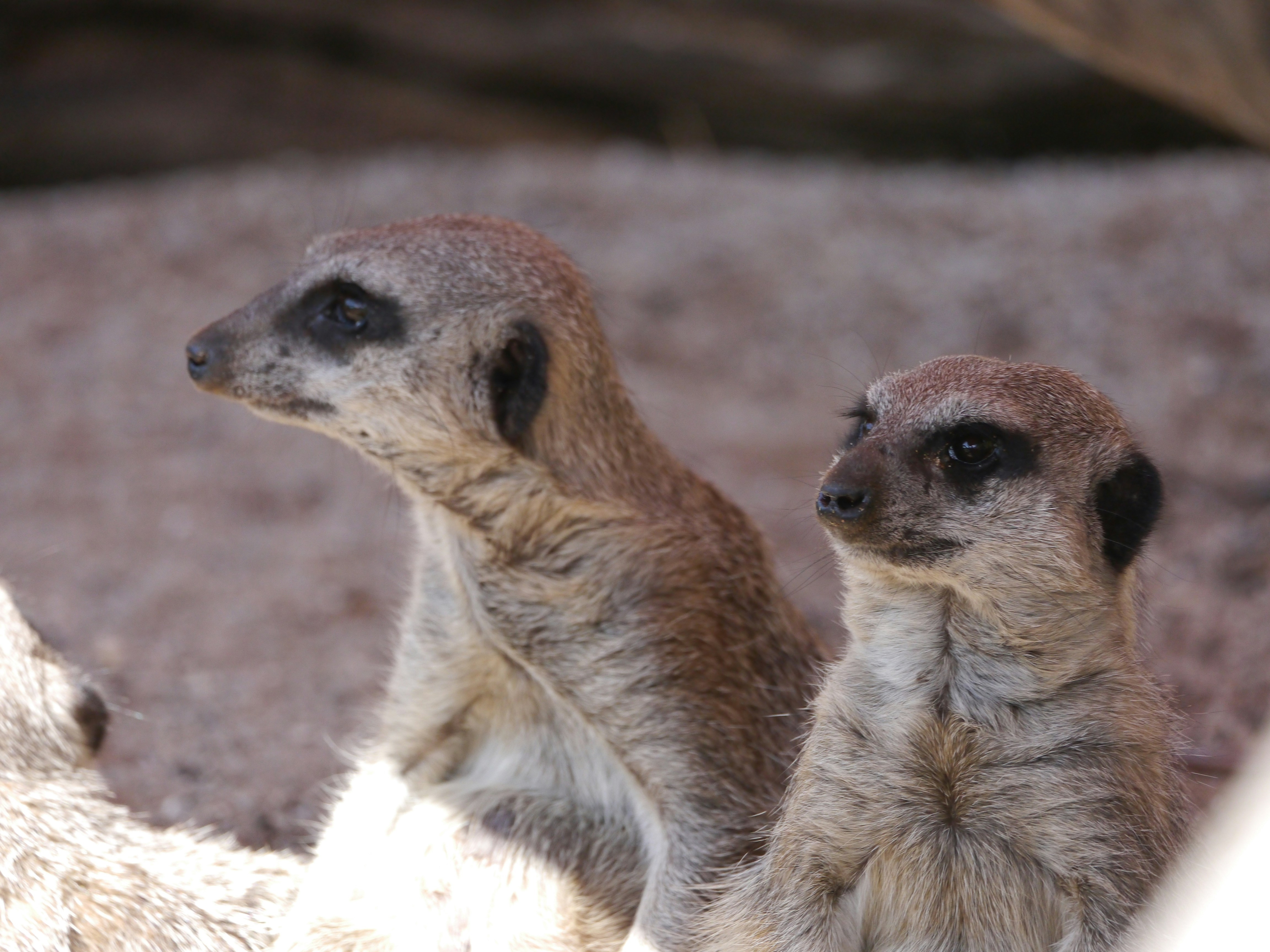 A couple of meerkats standing next to each other
