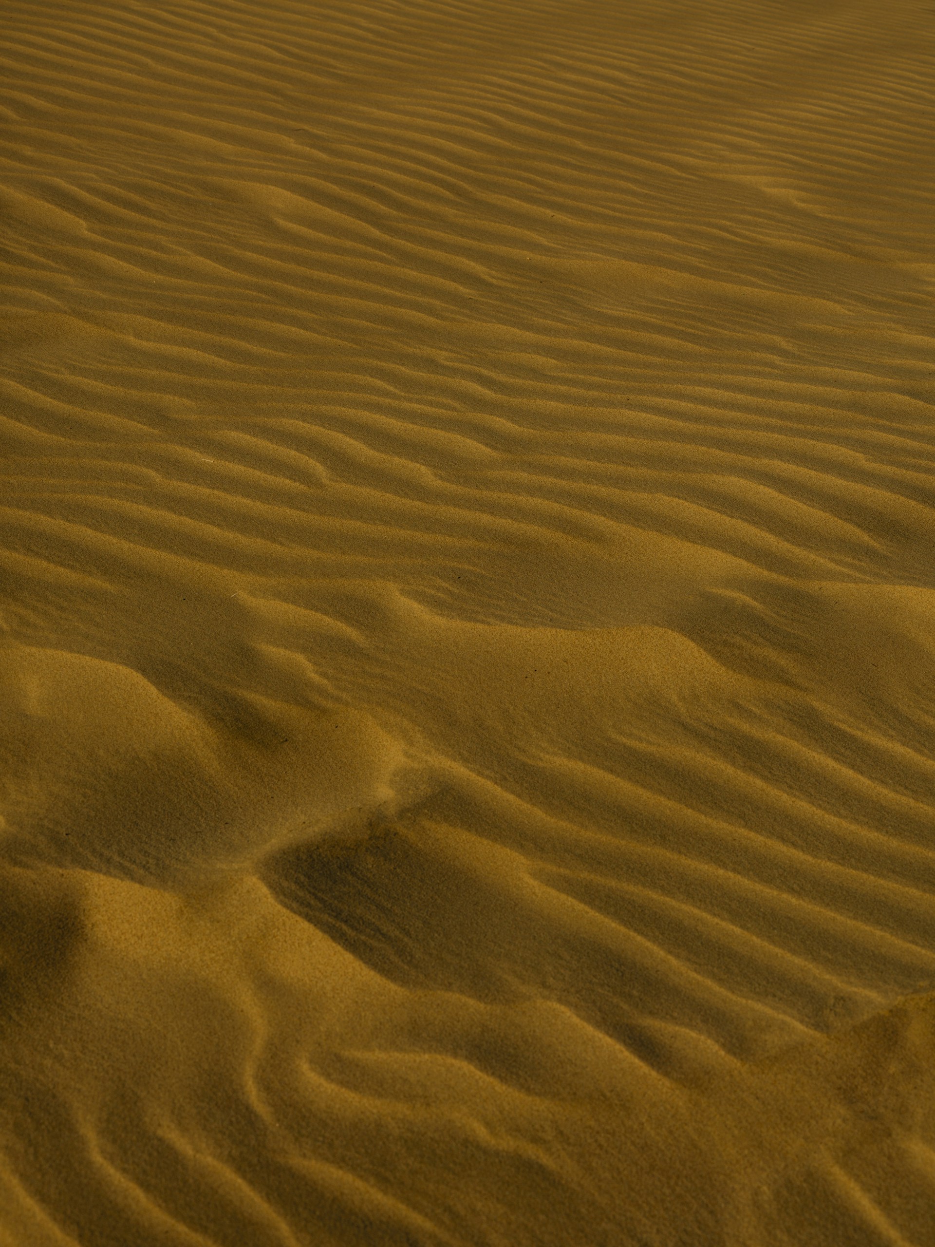 A lone tree in the middle of a desert