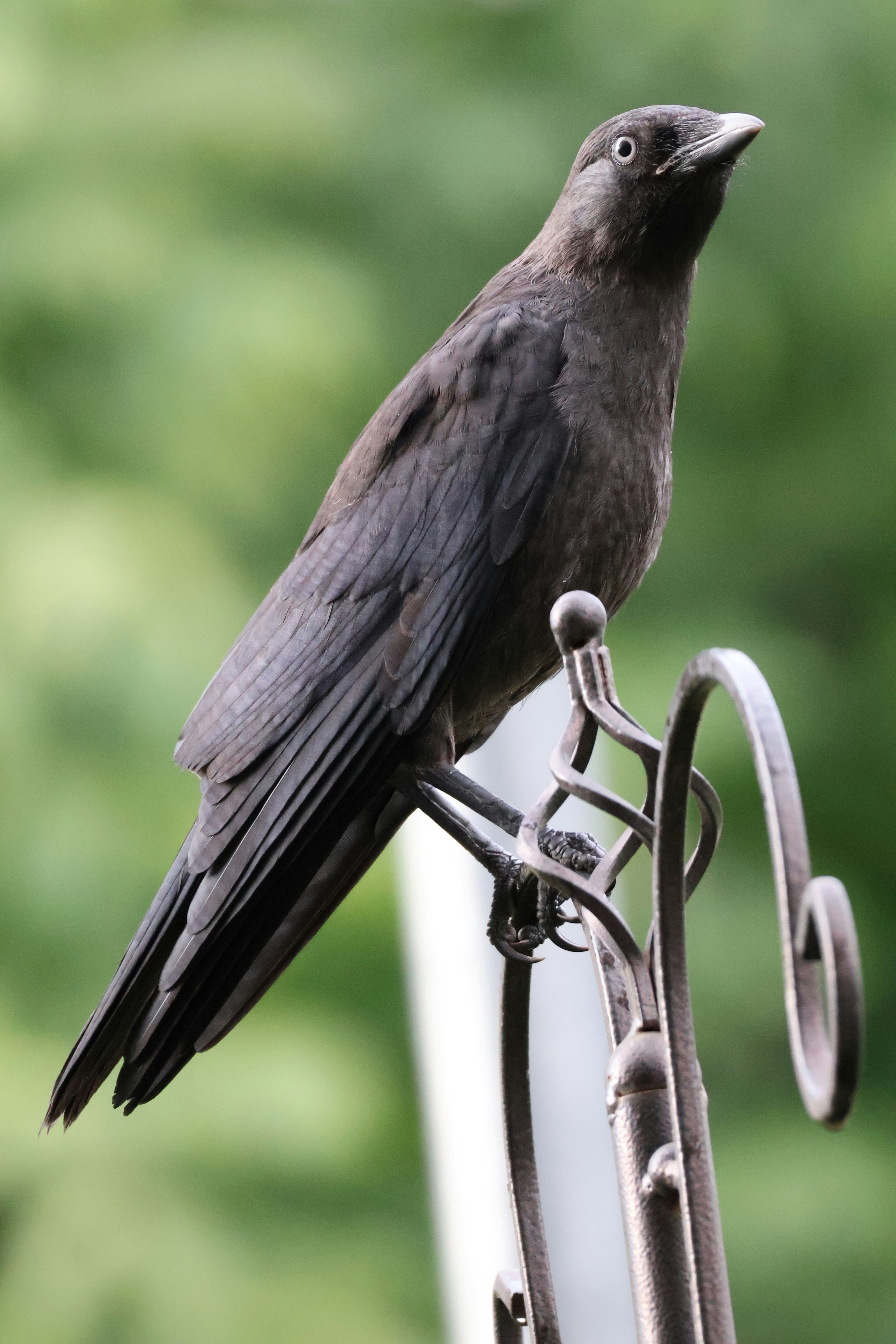 A black bird sitting on top of a metal pole