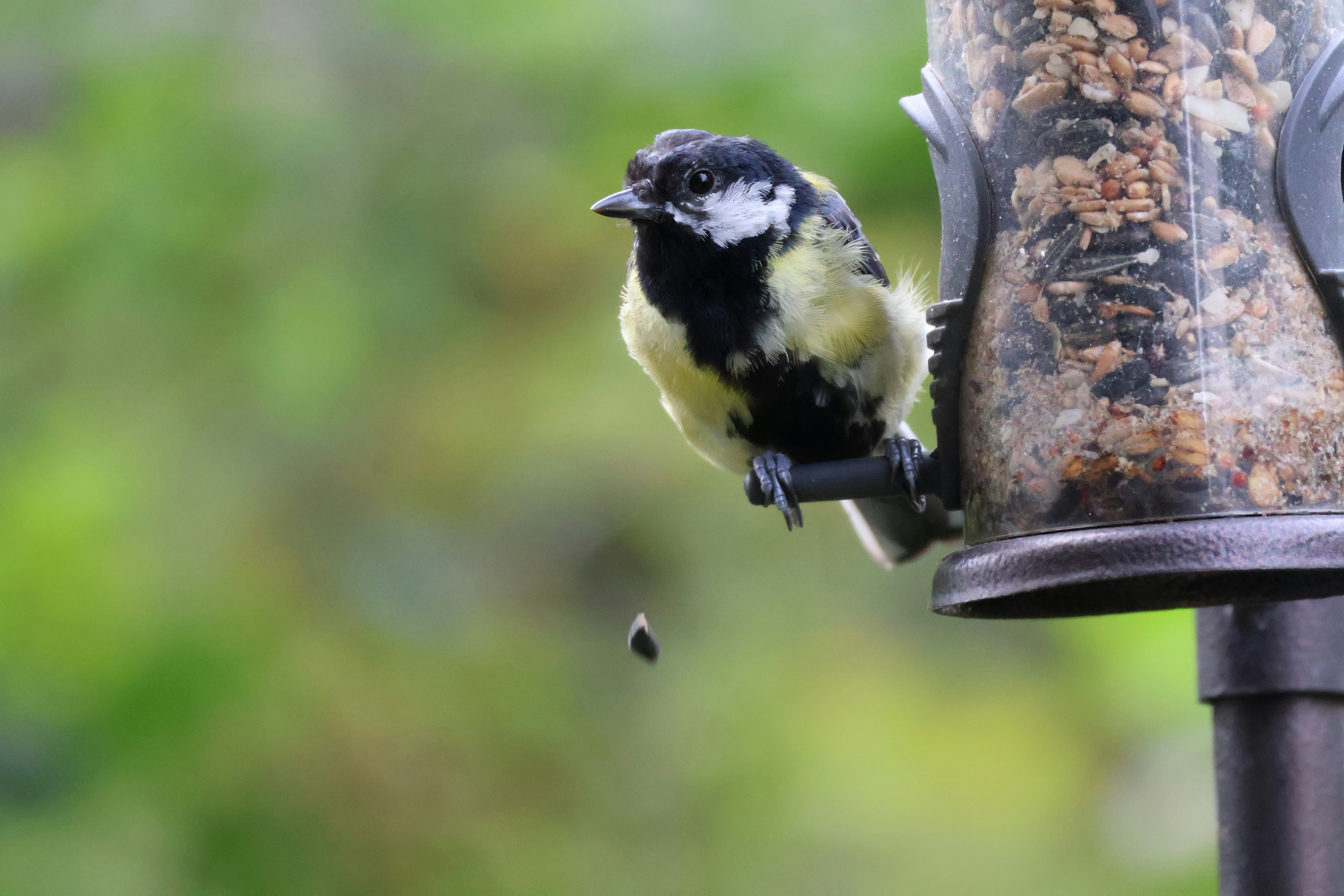 A great tit (Parus major) feeding from a bird feeder, with a sunflower seed that fell out of its mouth.