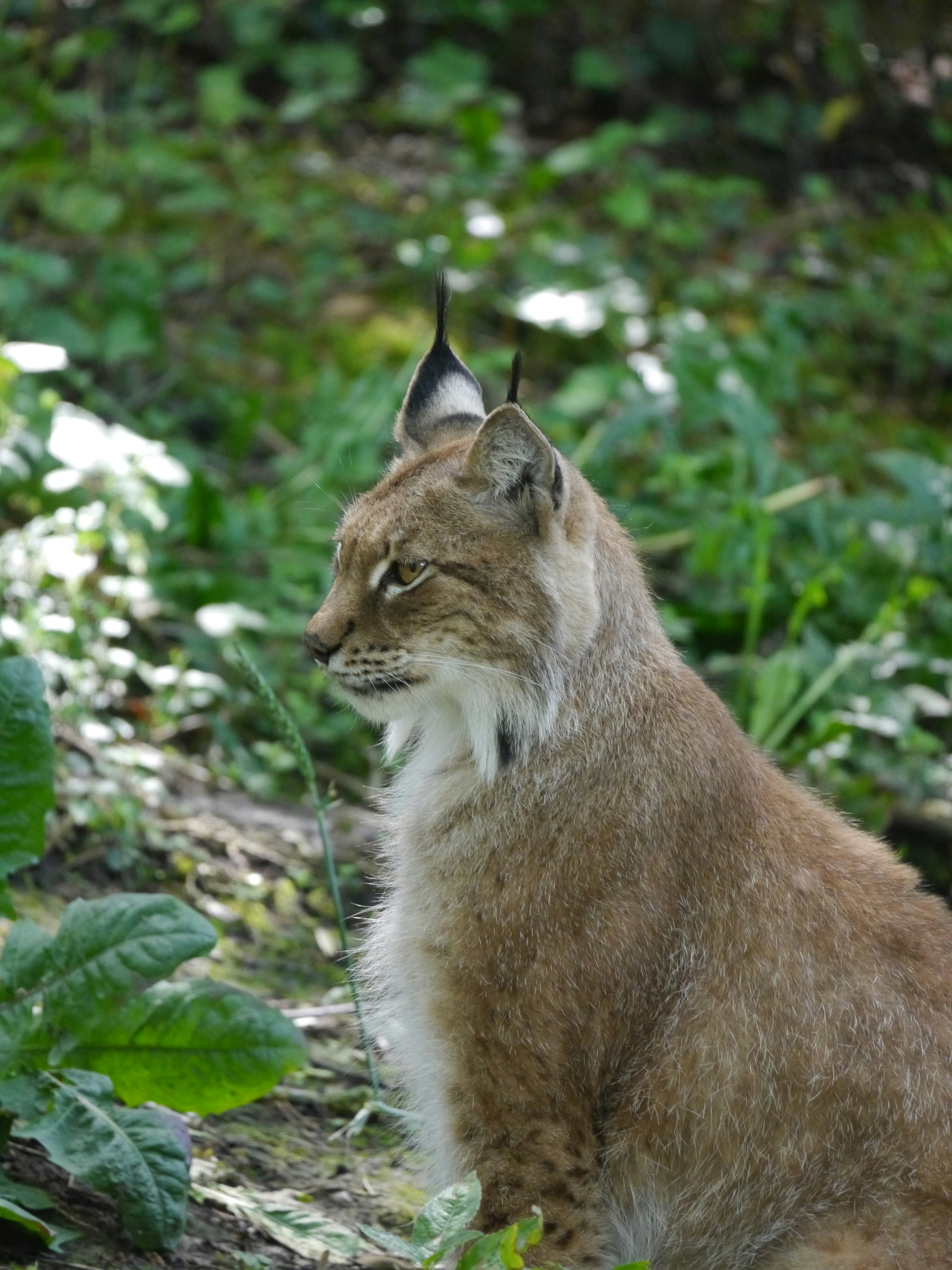 Eurasian Lynx: The Gentle Giant of the Forest (image credits: unsplash)