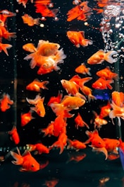 A group of goldfish swimming in an aquarium