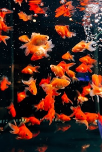 A group of goldfish swimming in an aquarium