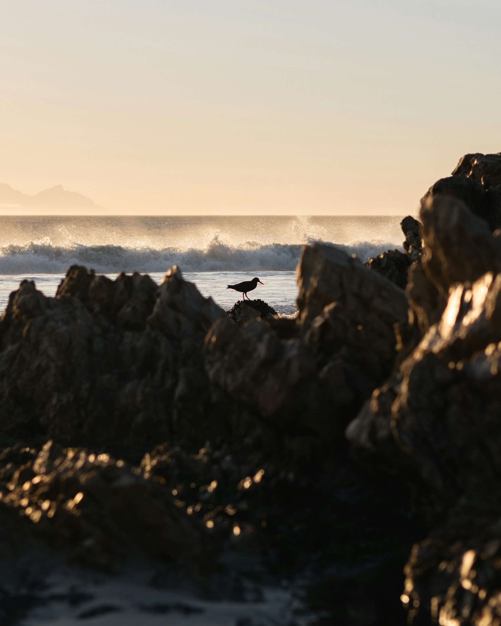 A person standing on a rocky beach next to the ocean