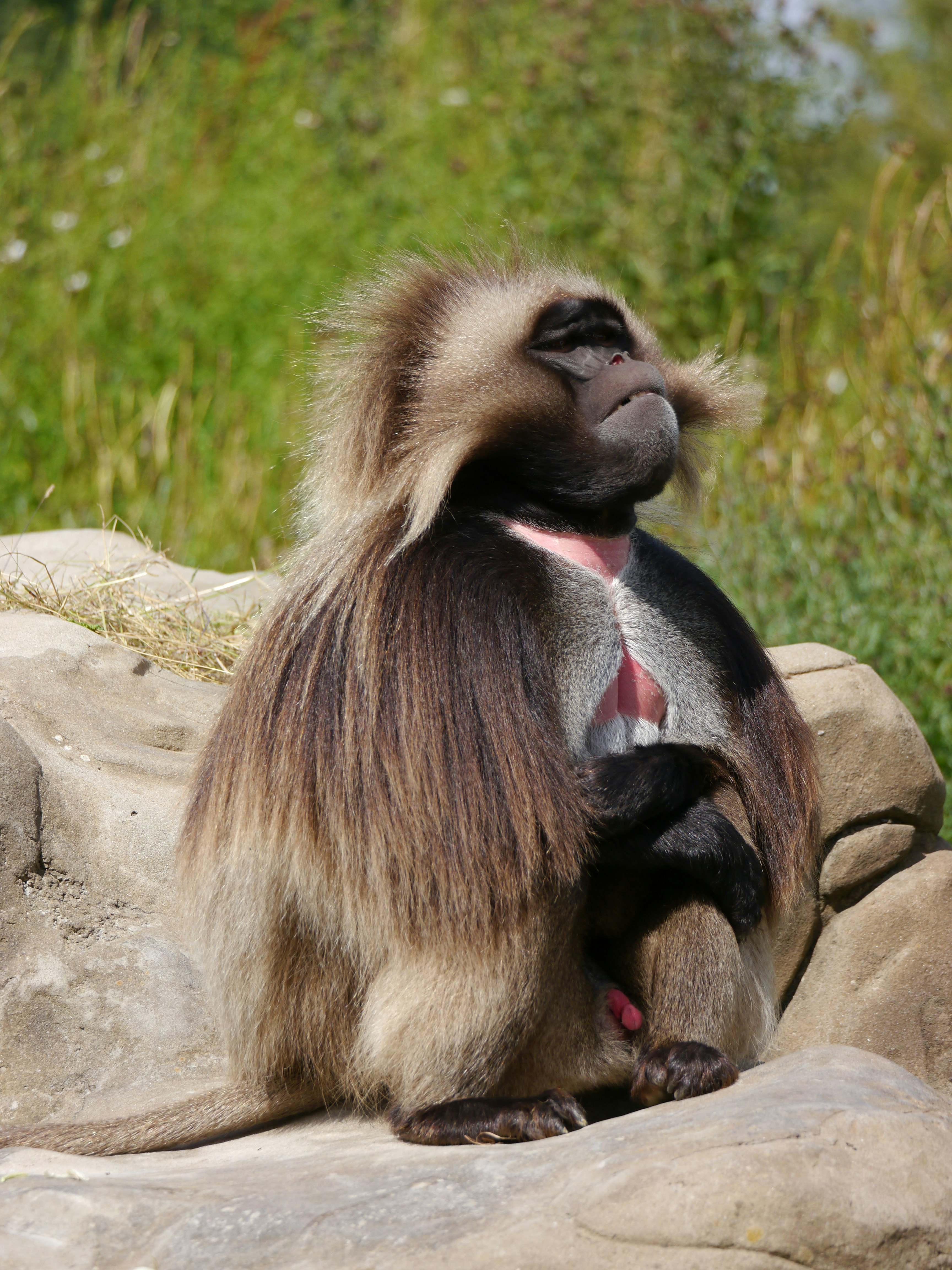 Imágenes de Primates | Descarga imágenes gratuitas en Unsplash
