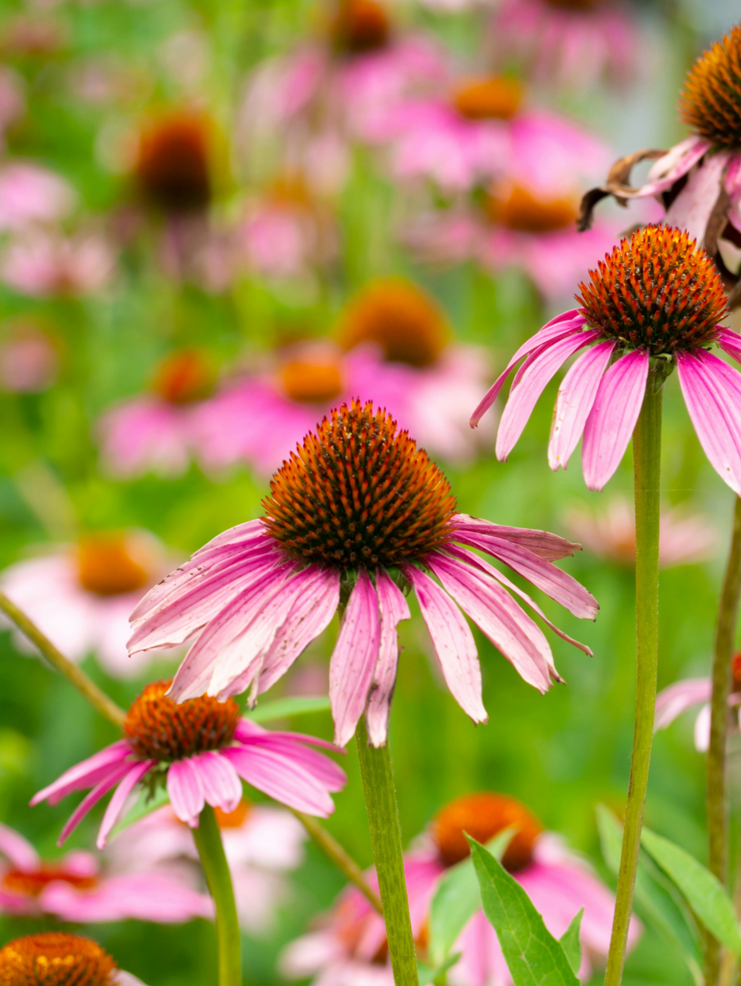 Photo by siriusharrison