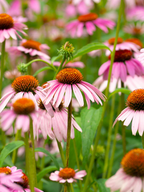 A field of pink and white flowers with green stems