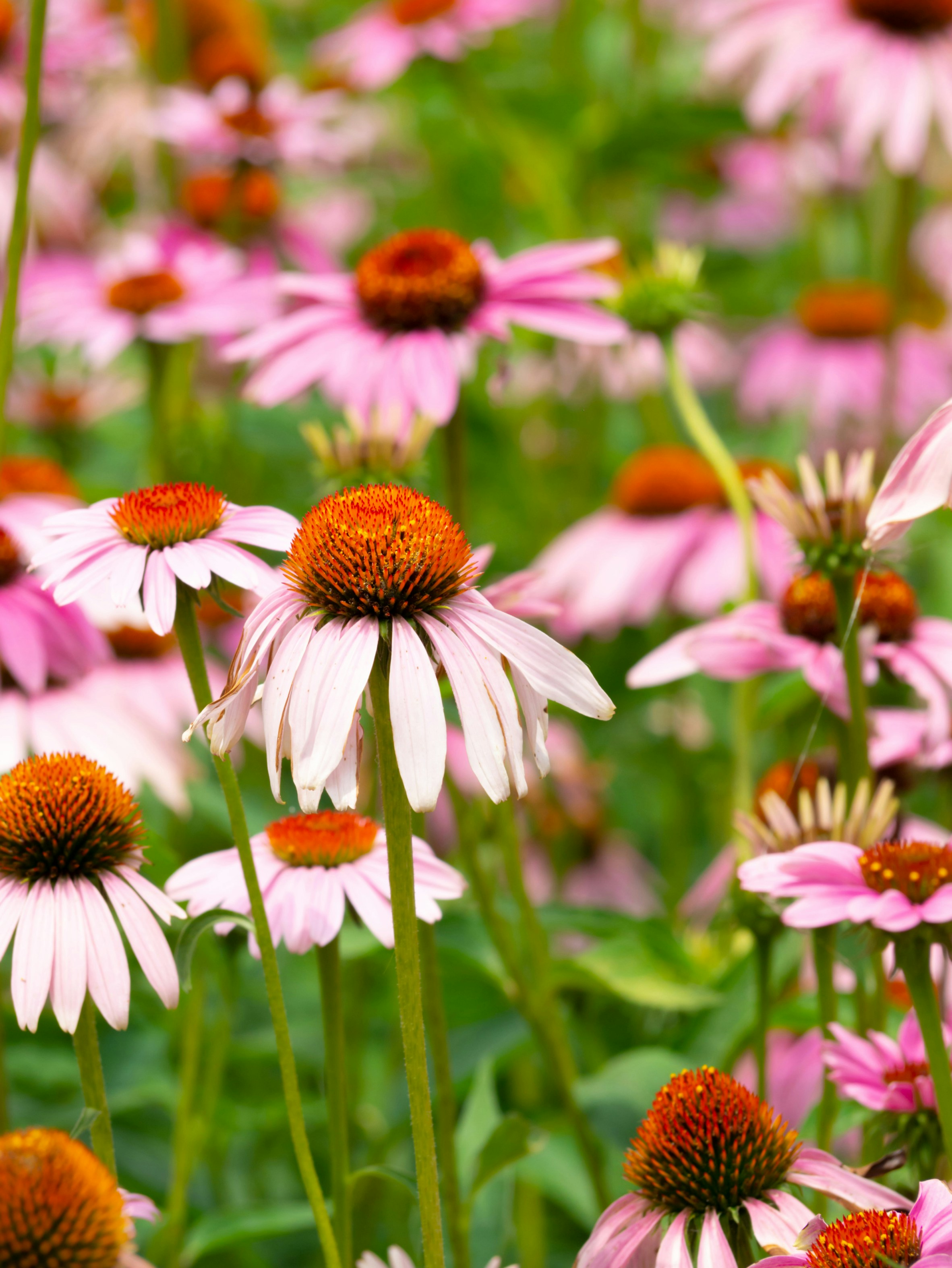 Photo by siriusharrison