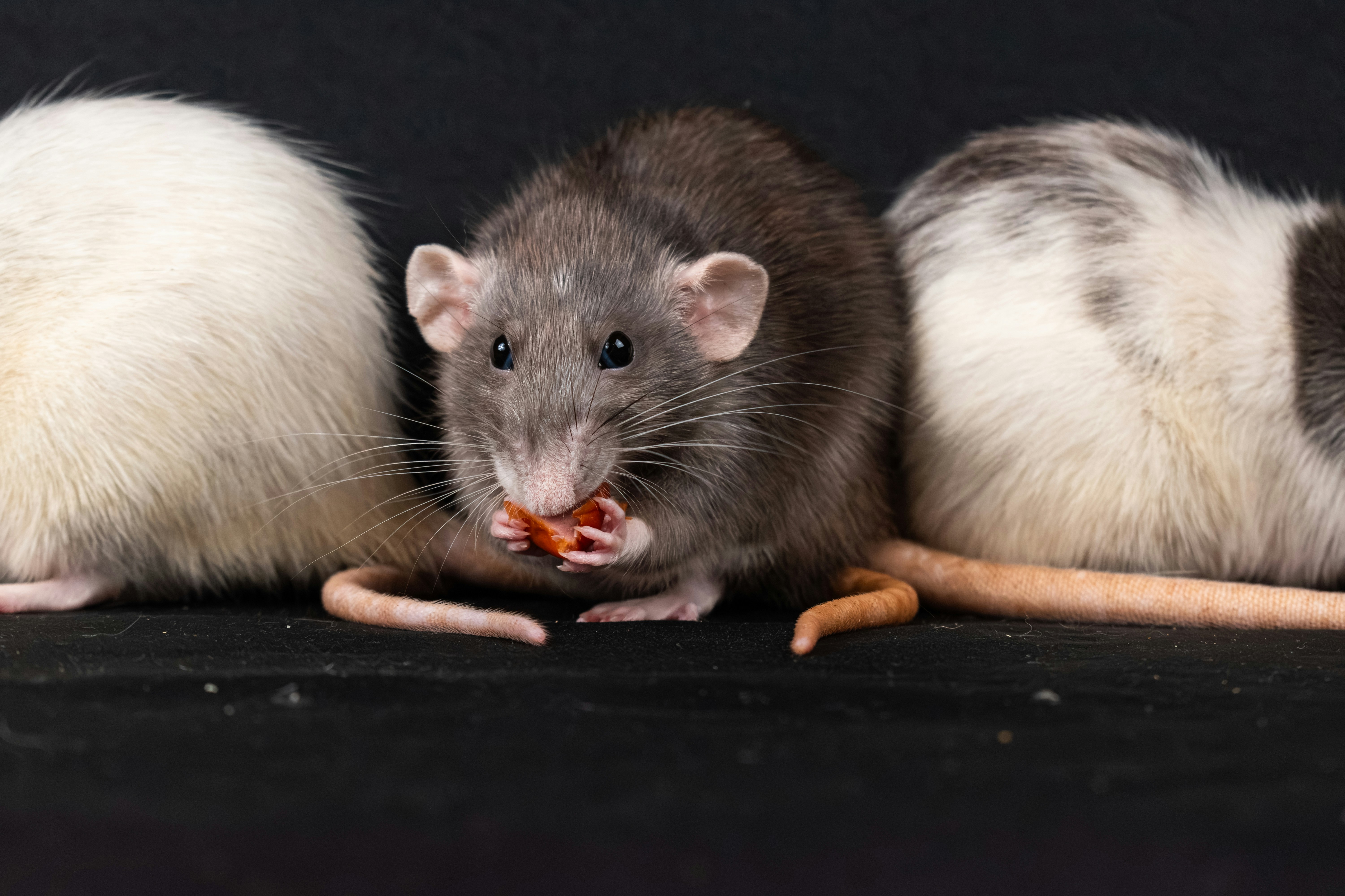 A group of three mice eating a piece of food