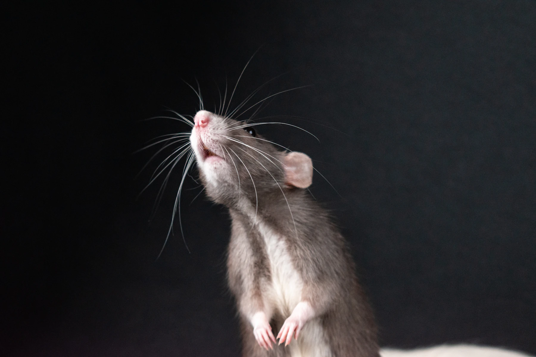 A grey rat with a white belly standing on its hind legs with its nose in the air
