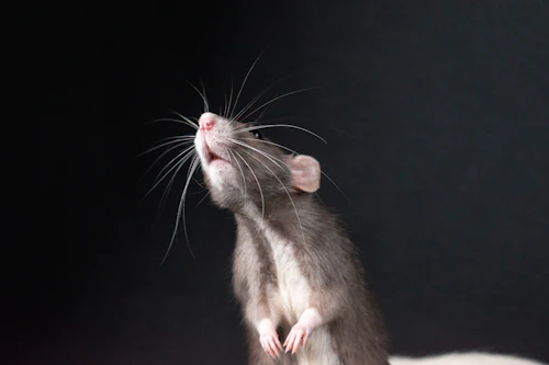Rat rodent pest treated through Zero Bug's rodent control program