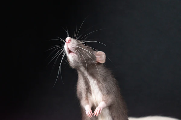 Rat rodent pest treated during a rodent control visit