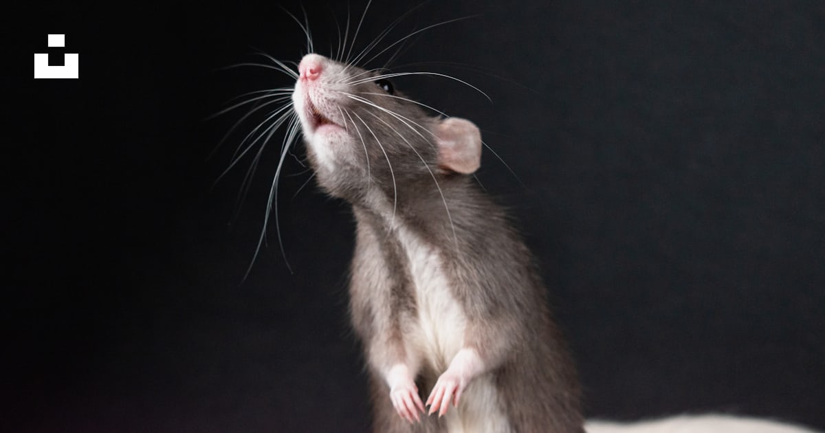 Una rata de pie sobre sus patas traseras mirando hacia arriba foto ...