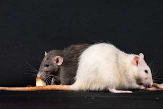 A couple of rat eating a piece of bread