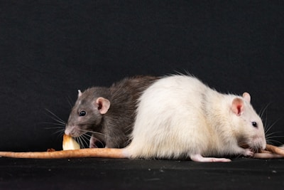 A couple of rat eating a piece of bread