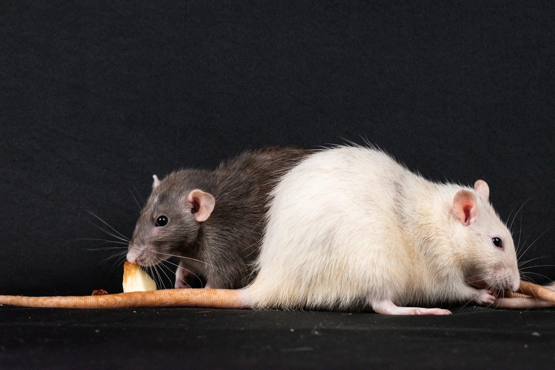 A grey rat and a white rat side by side, the grey one eating a piece of bread