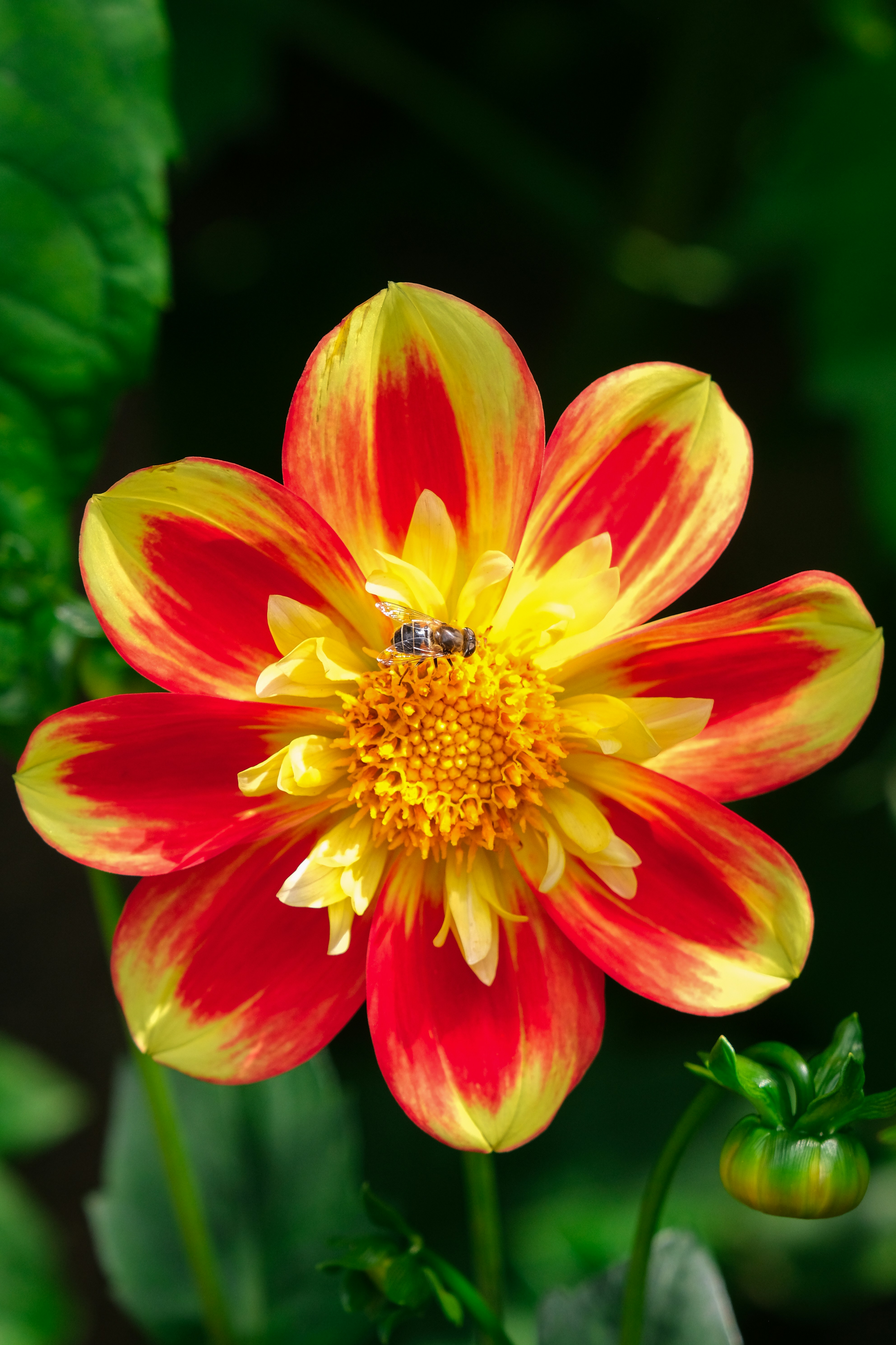 A red and yellow flower with a bee on it