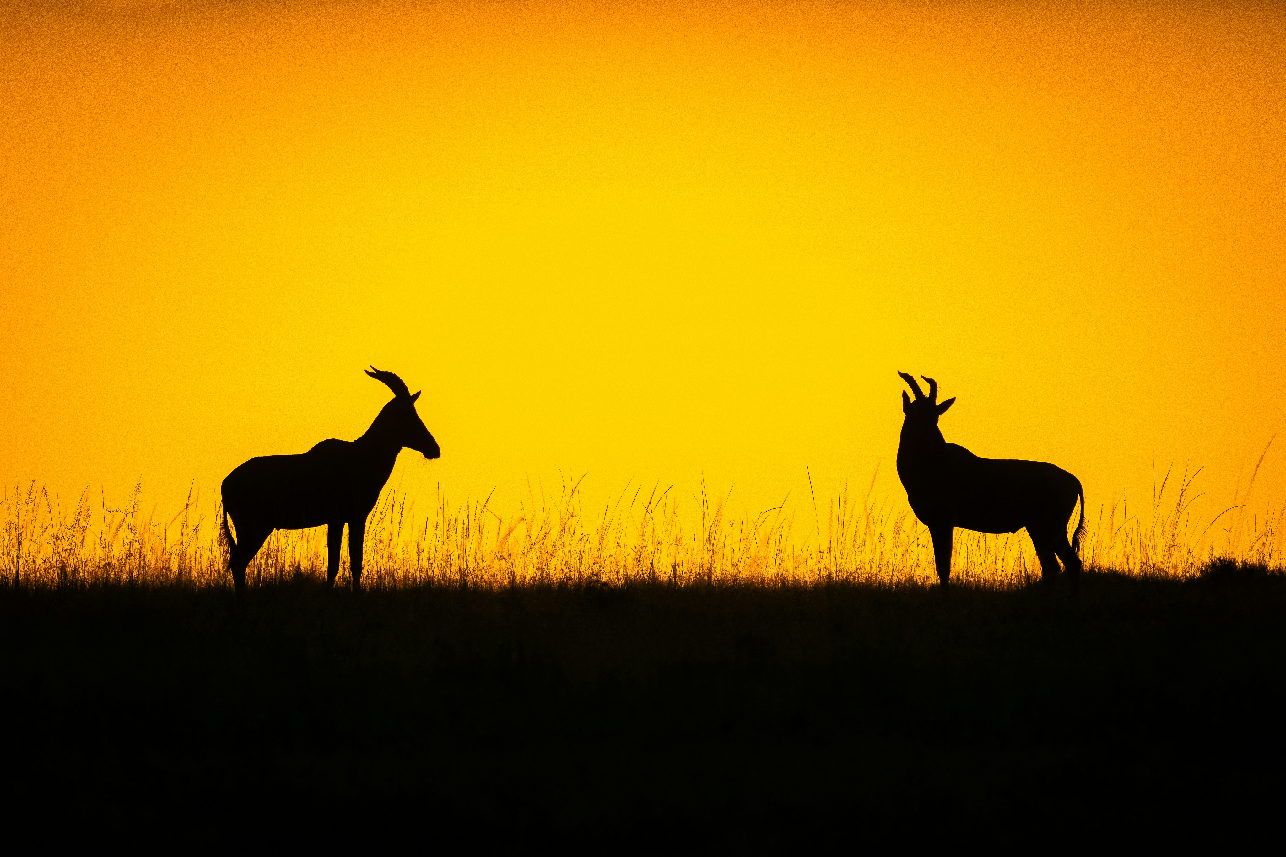 Animaux sauvages, paysages au coucher de soleil.