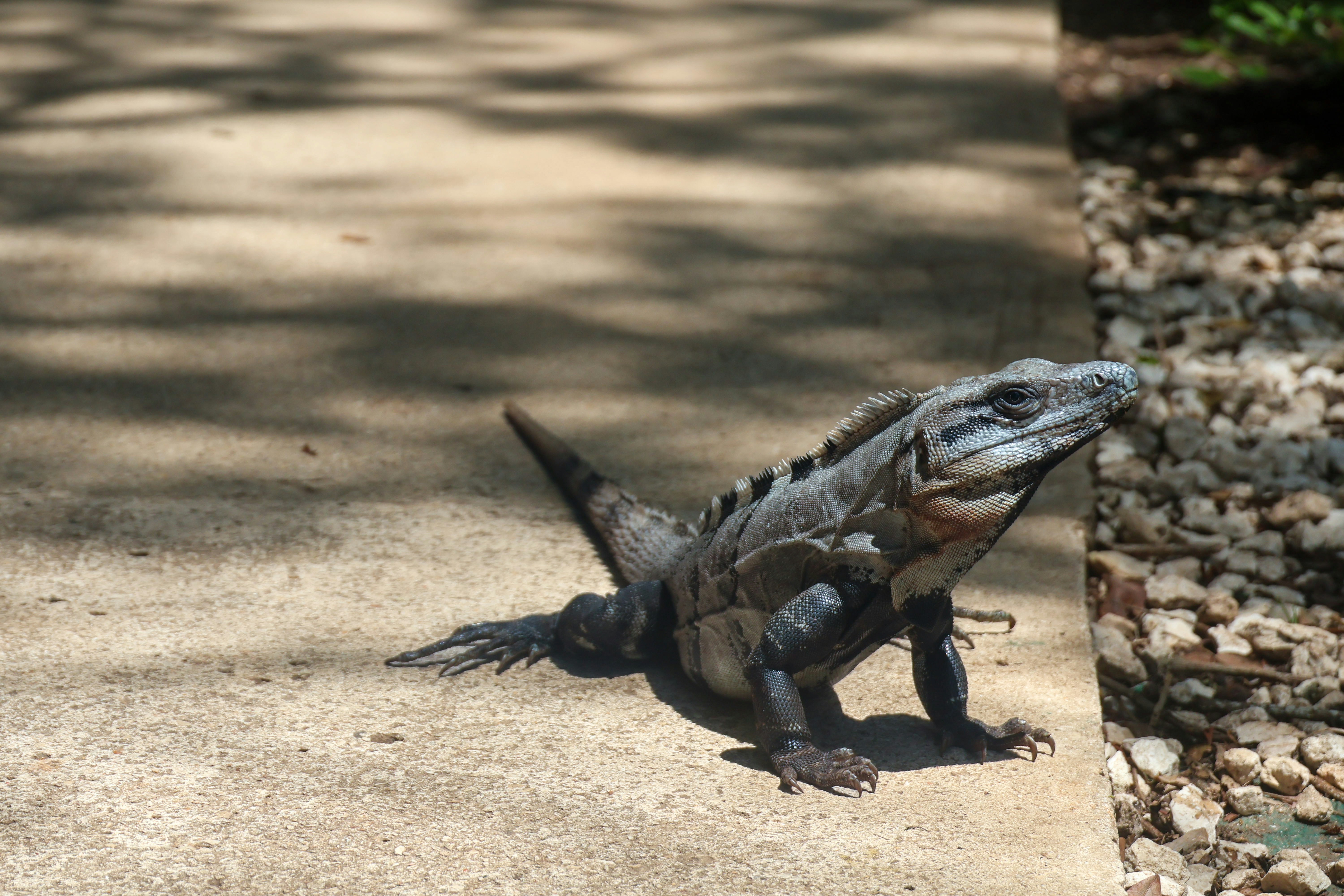 A large lizard standing on top of a sidewalk