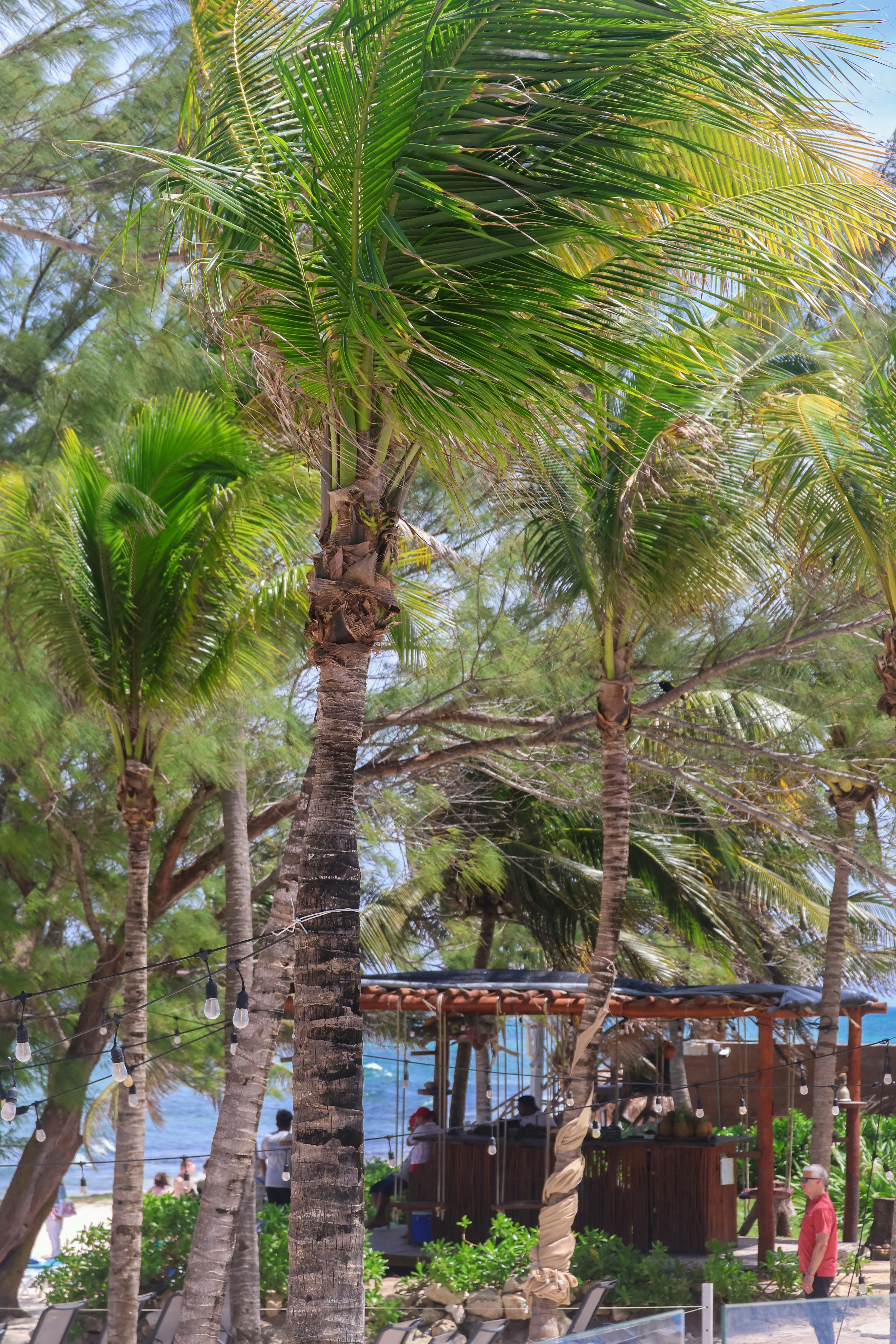 Hoteles en Playa del Carmen o Riviera Maya: dónde conviene hospedarse (2026)