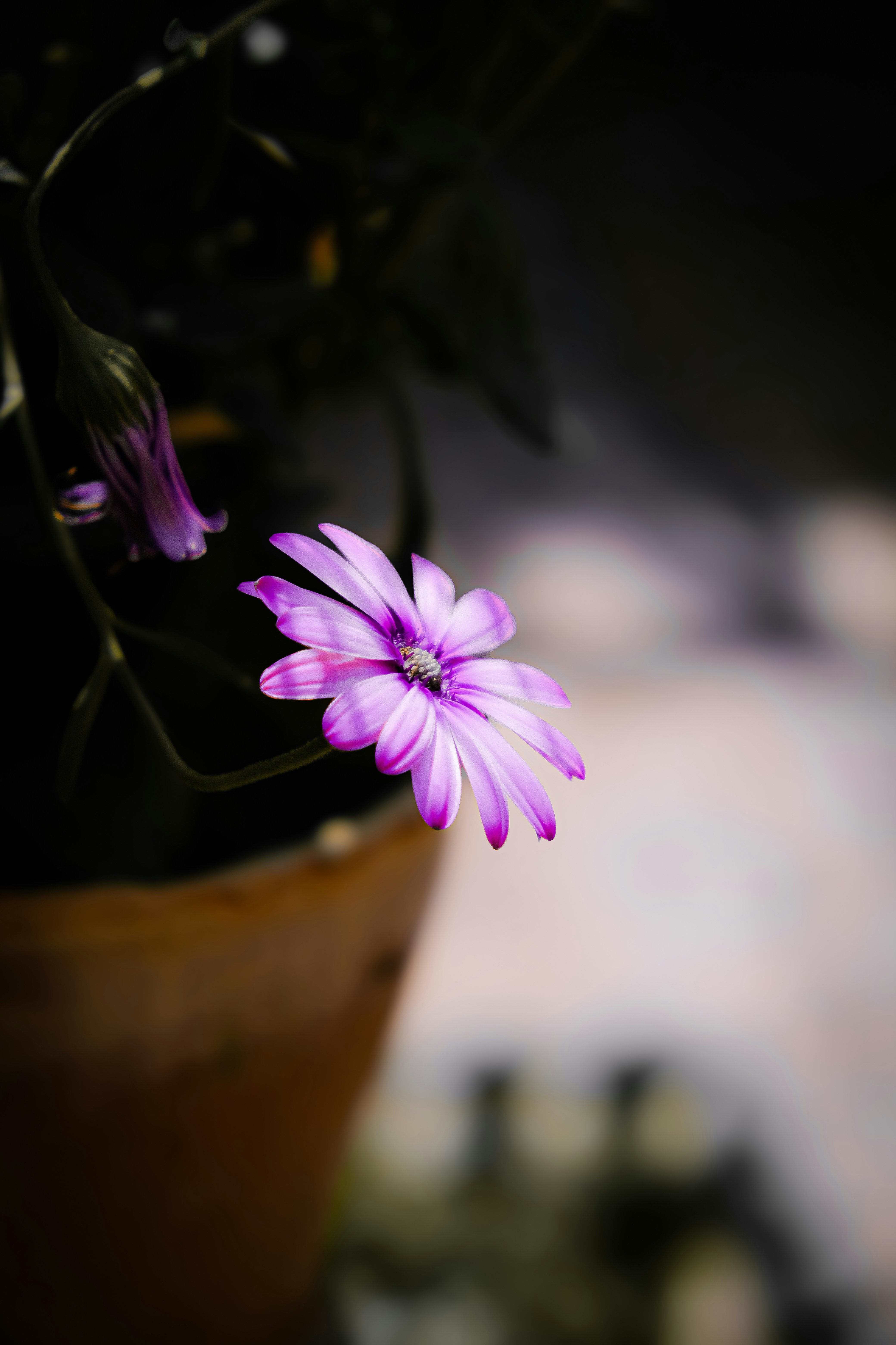 鉢植えの紫色の花のクローズアップ