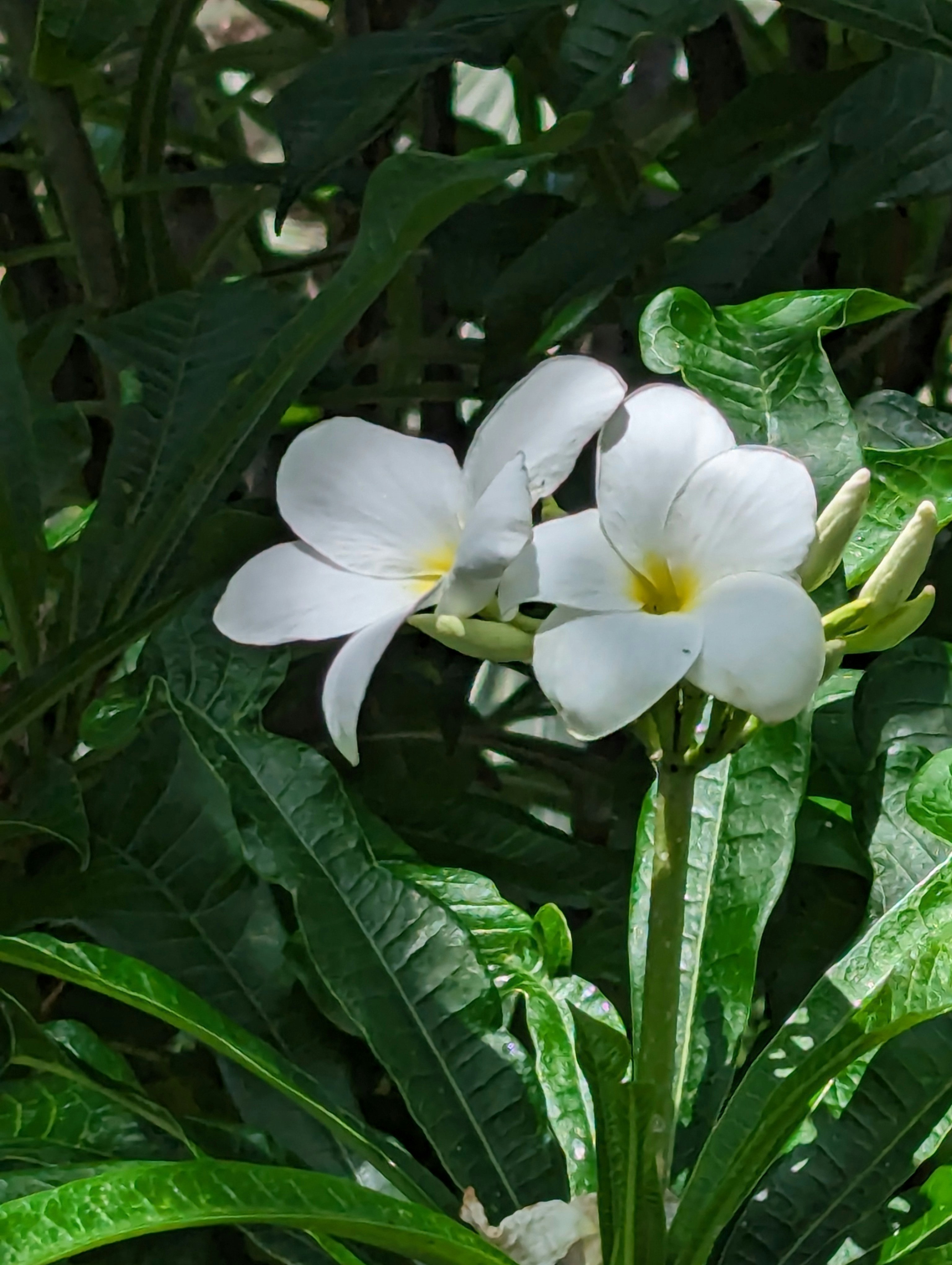 Two white flowers with green leaves in the background