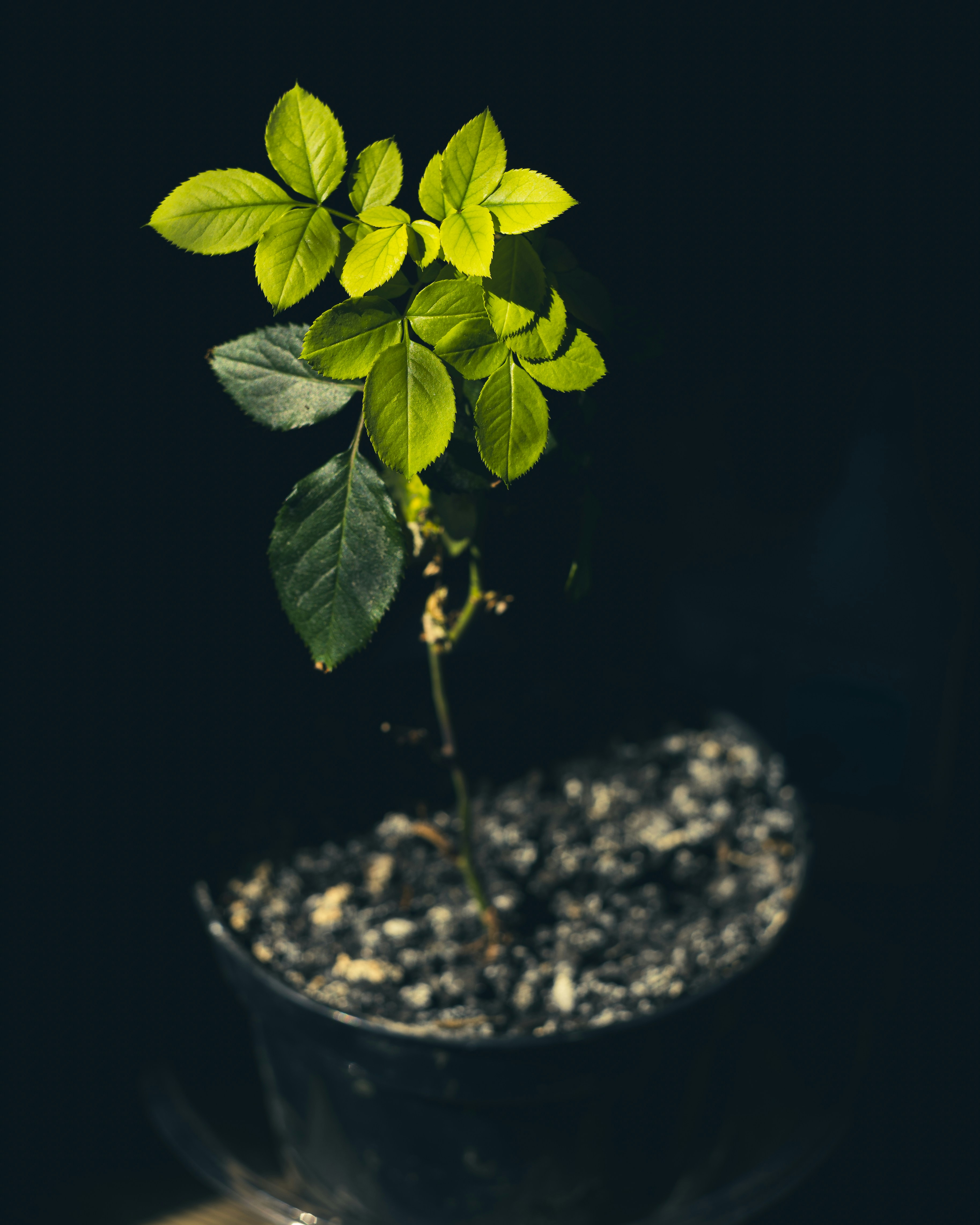 Photo by lucasdalamartaphoto