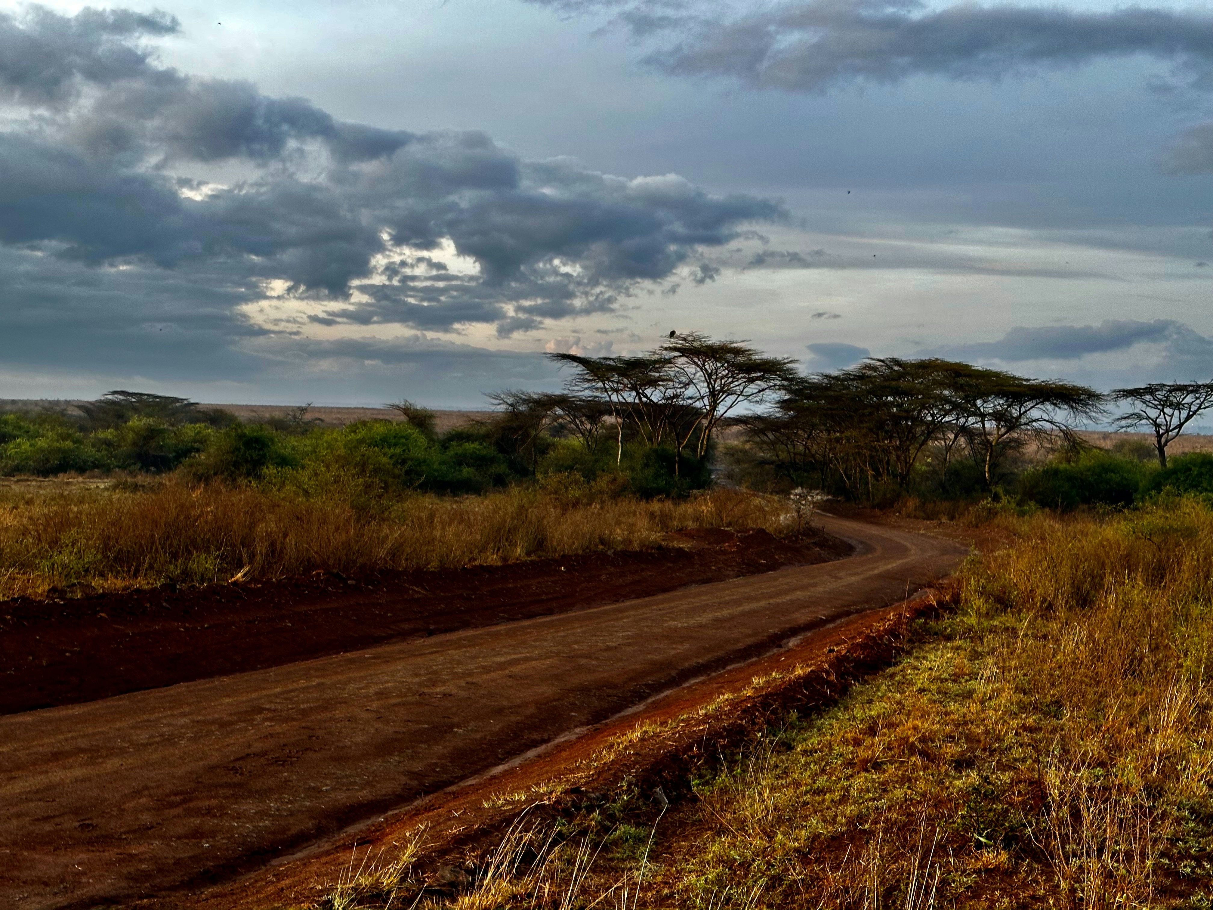 A dirt road in the middle of a field