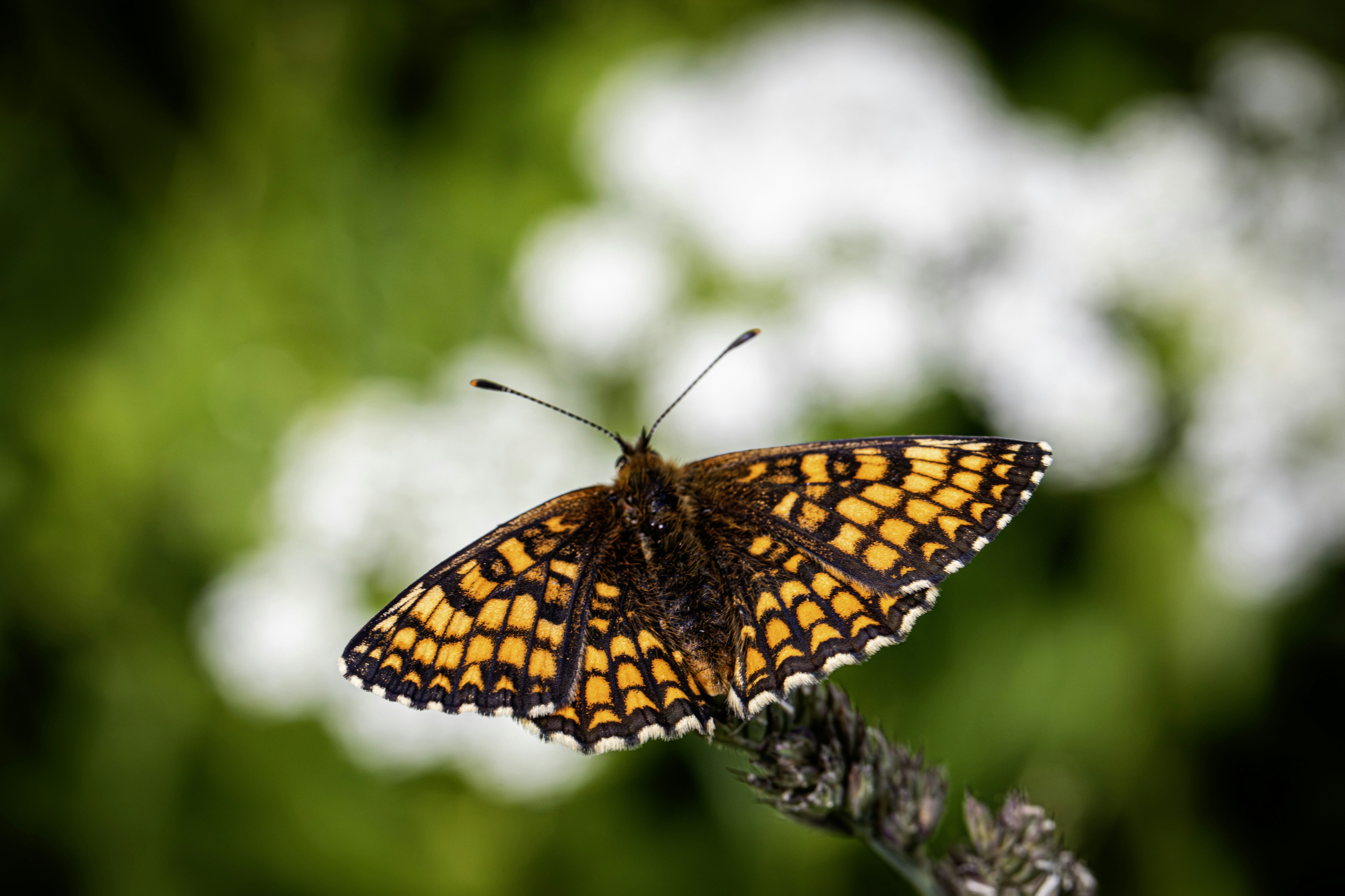 Photo by erik_karits