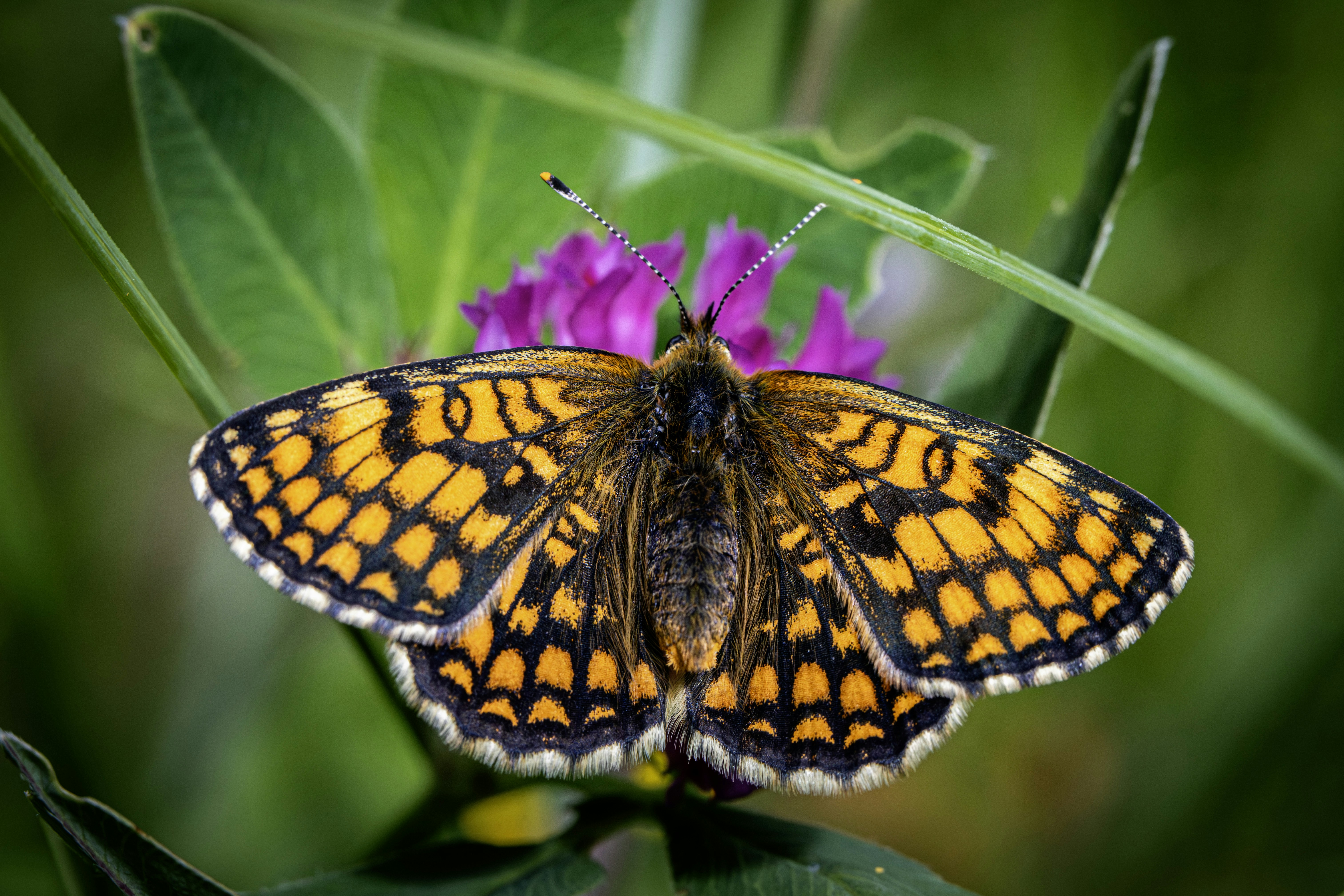 Photo by erik_karits