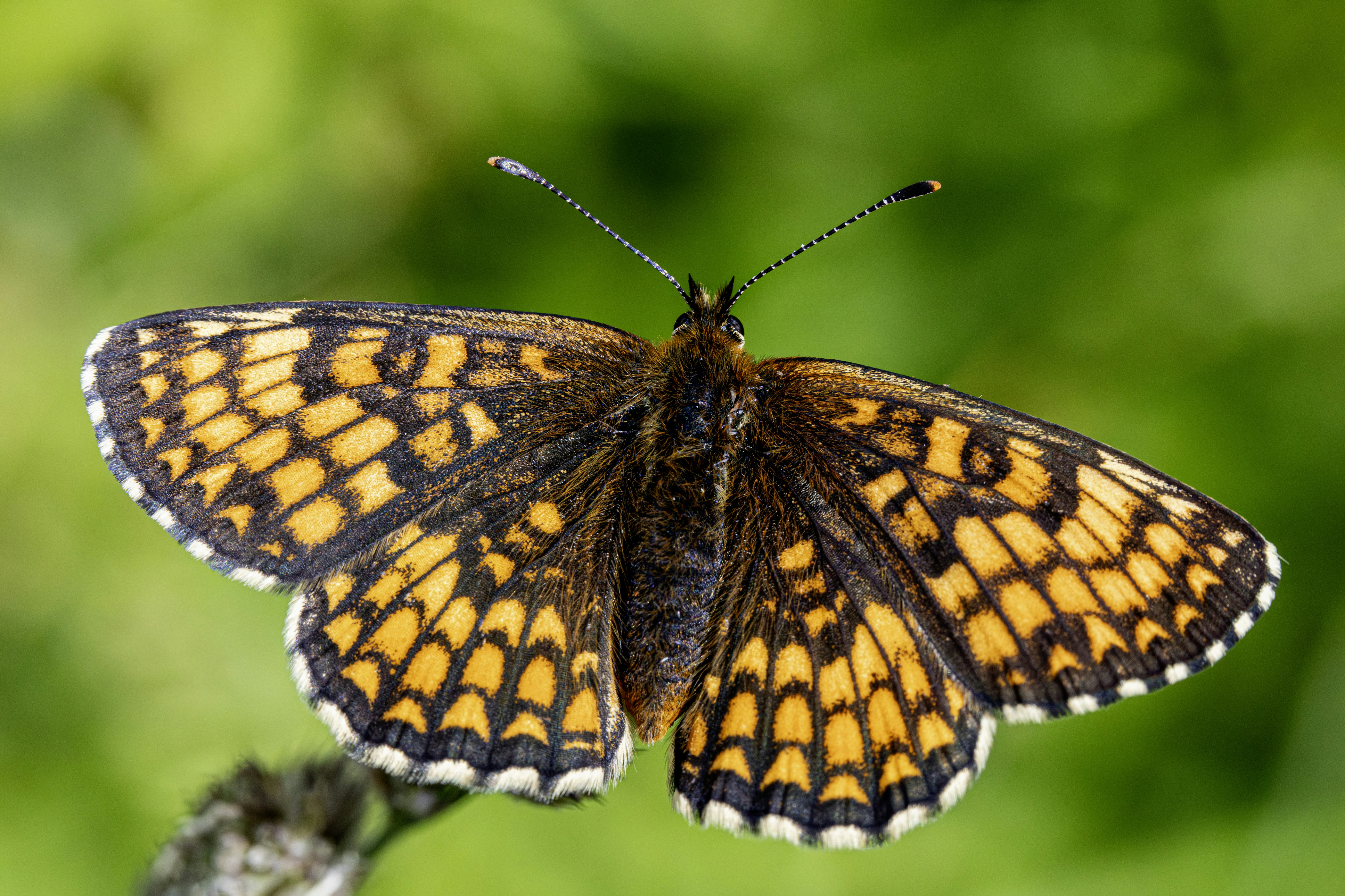 A close up of a butterfly on a plant