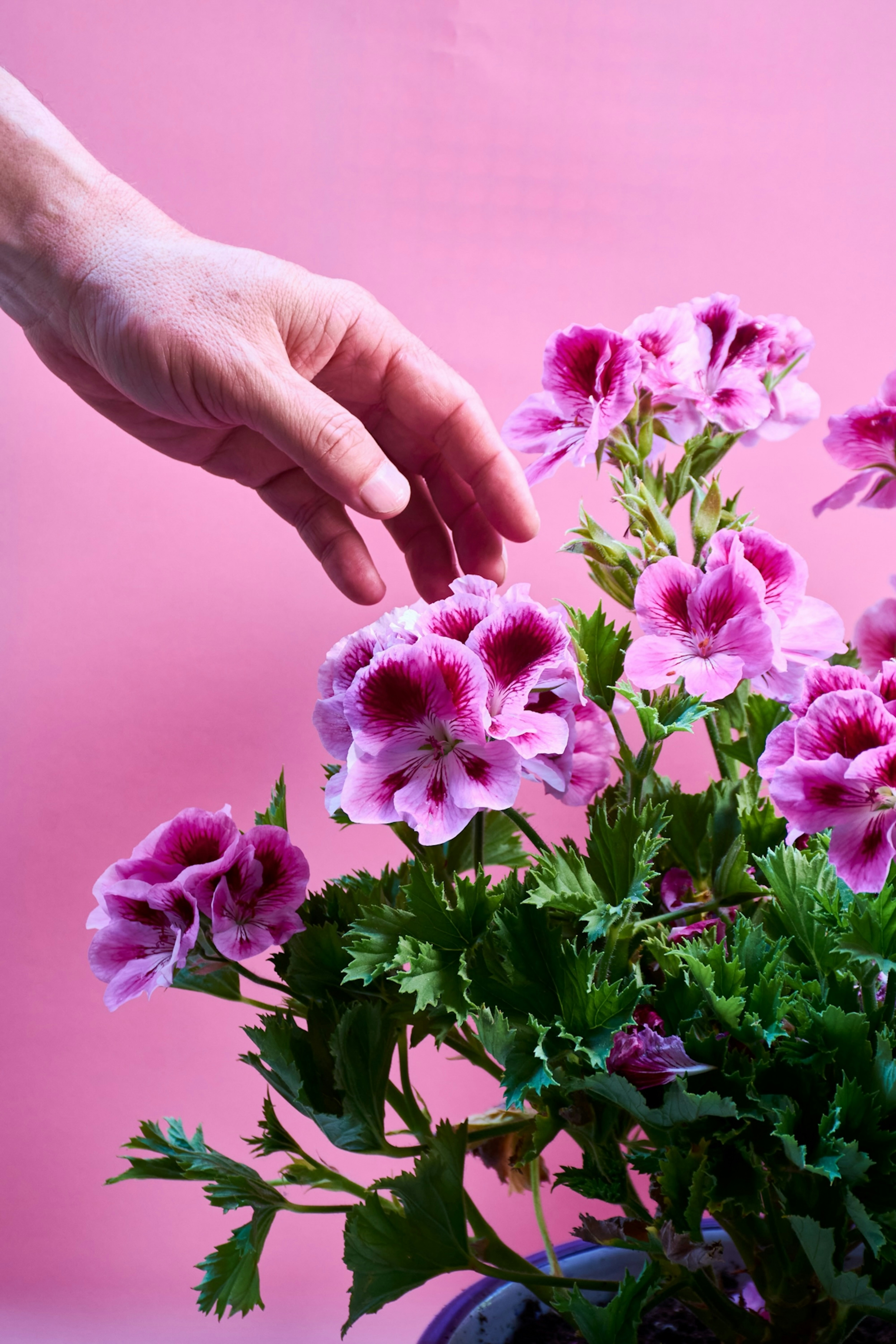 A person reaching for a flower in a pot