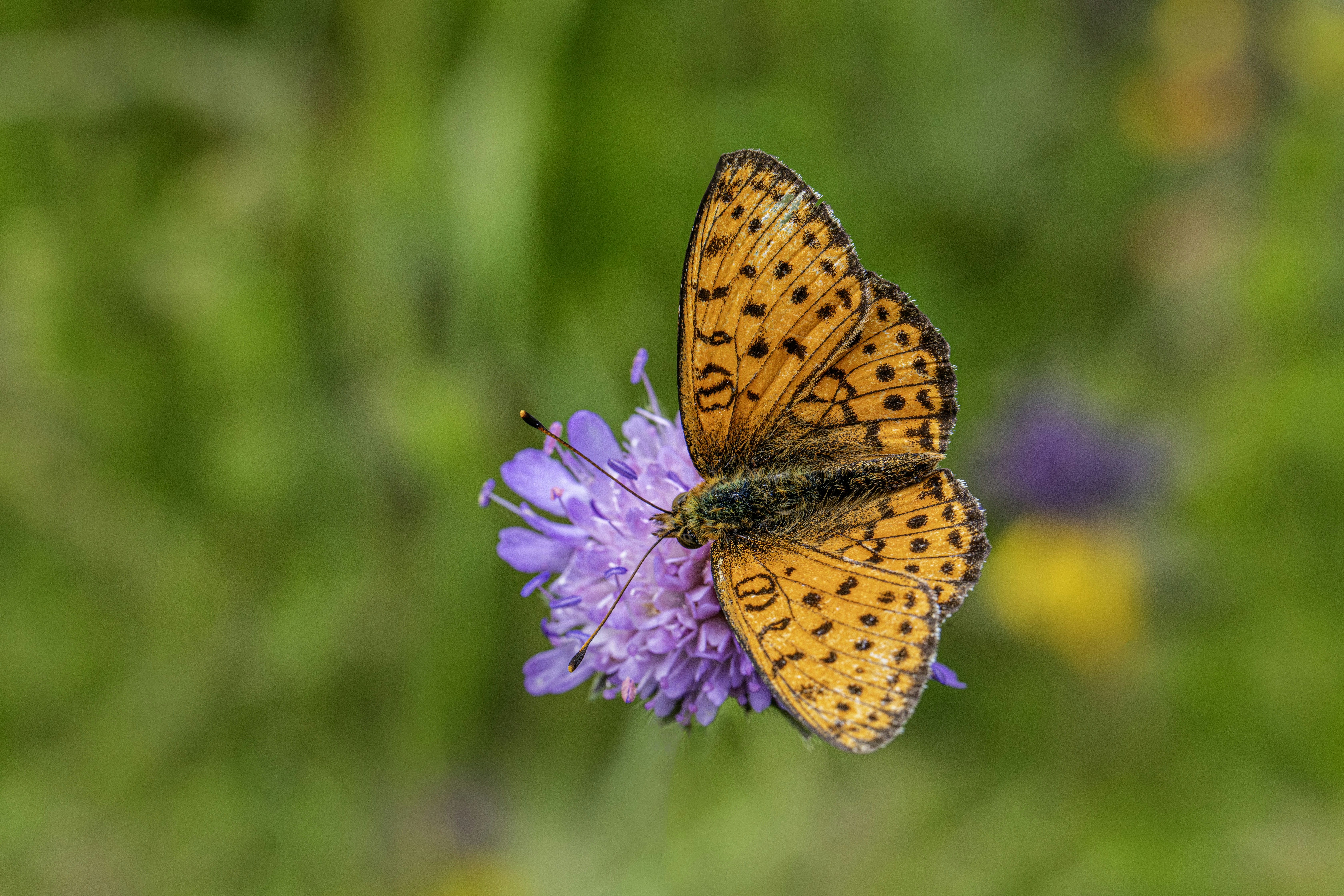 Photo by erik_karits