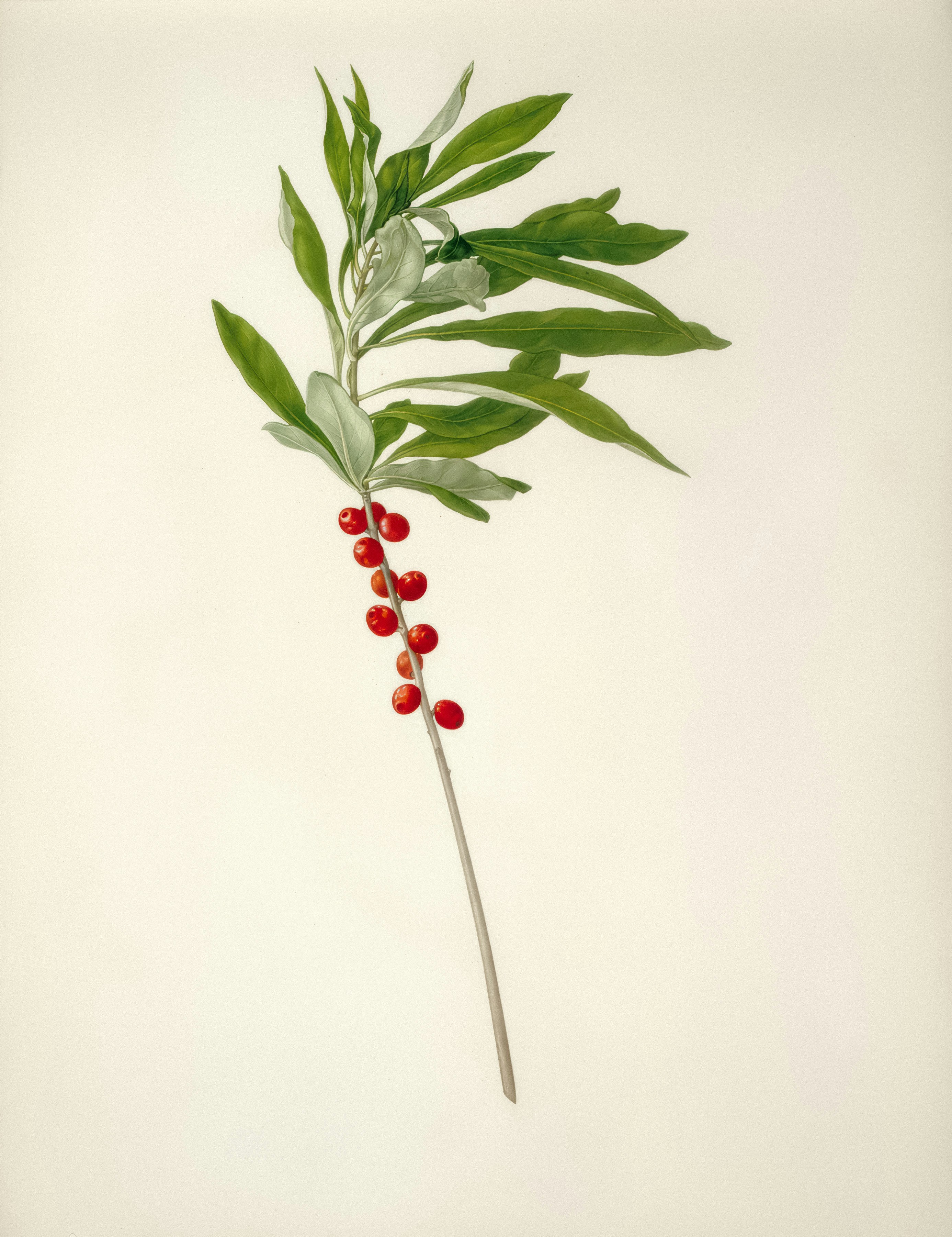 A branch with green leaves and red berries