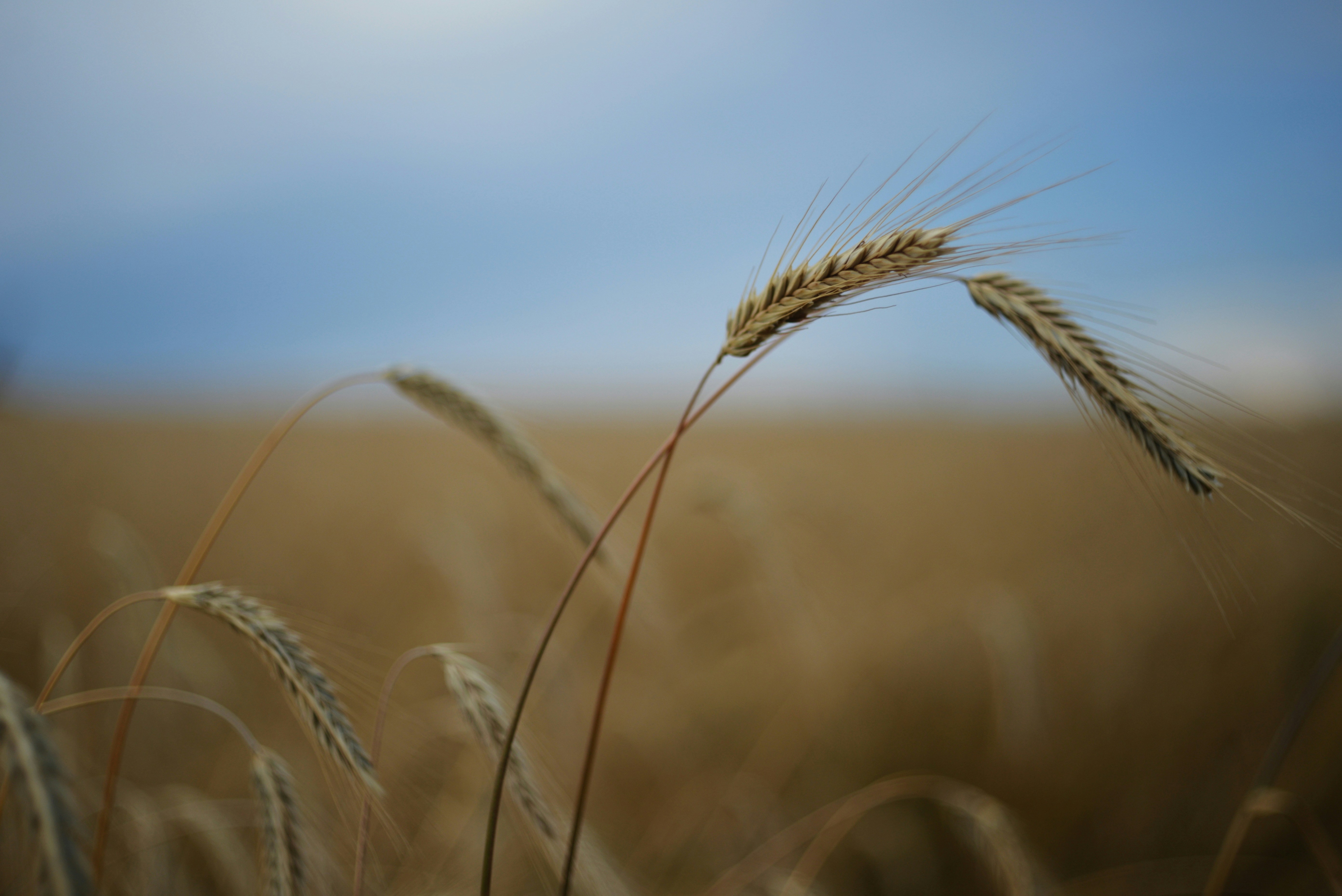 Photo by cherstve_pechivo