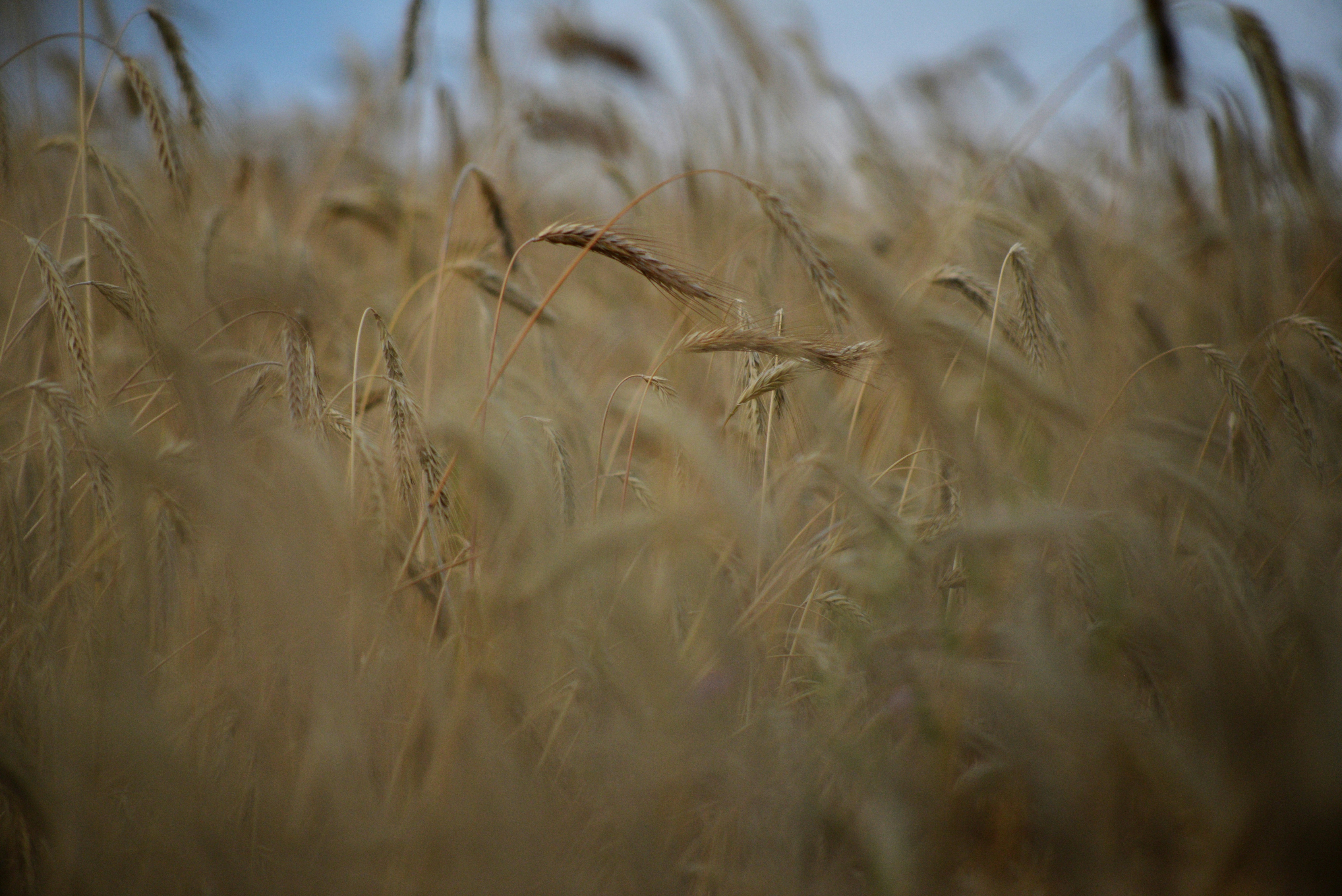 Photo by cherstve_pechivo