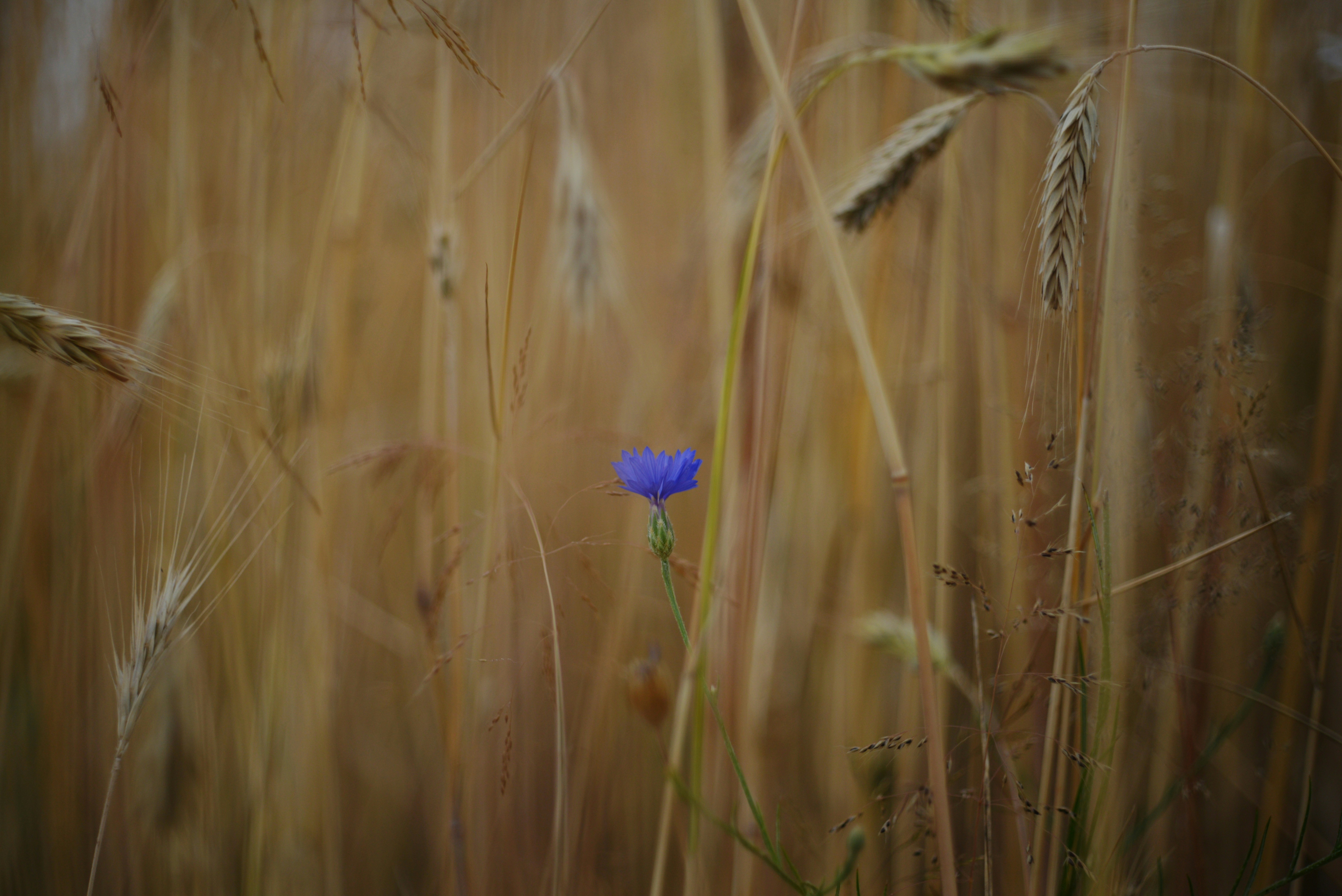 Photo by cherstve_pechivo