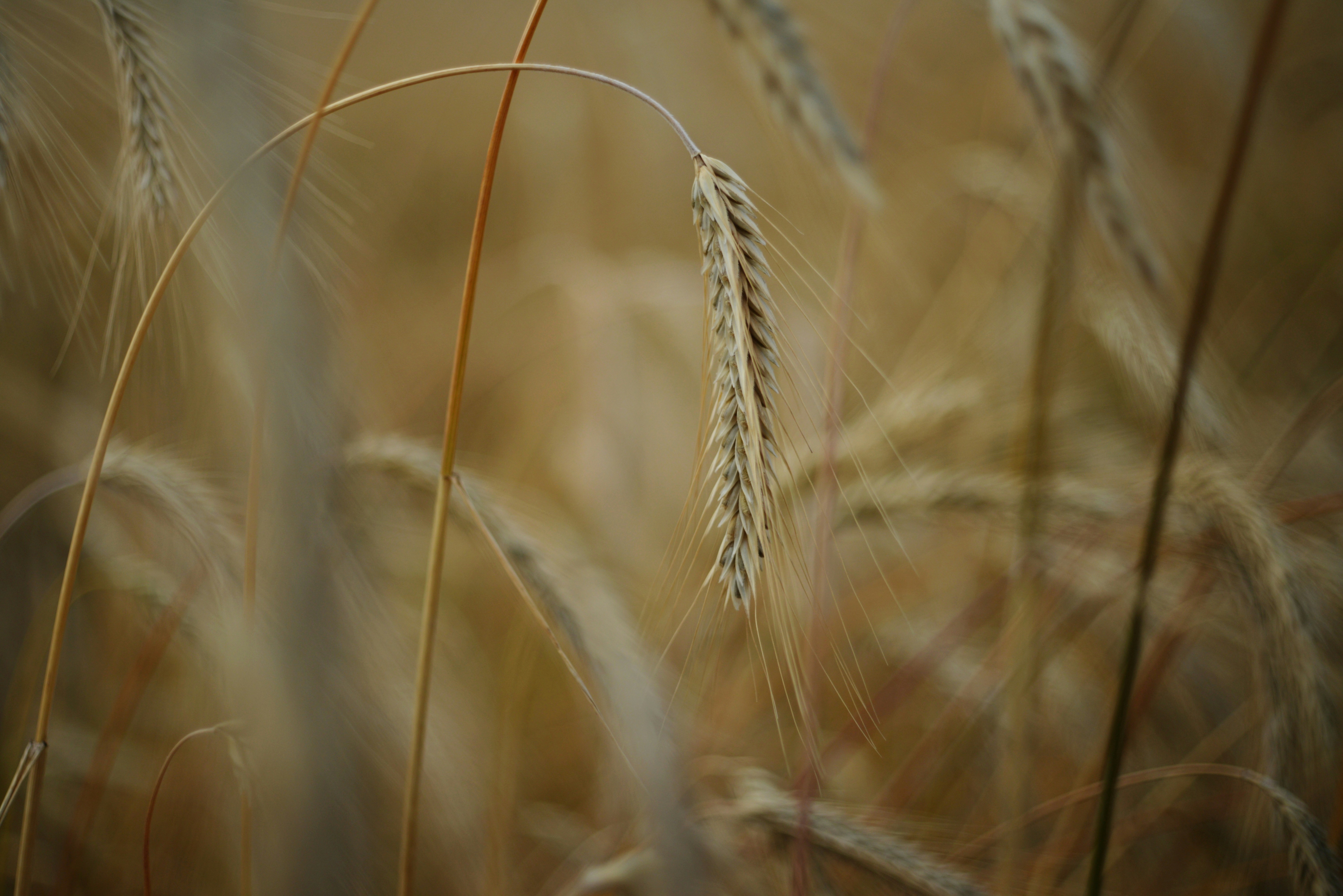 Photo by cherstve_pechivo