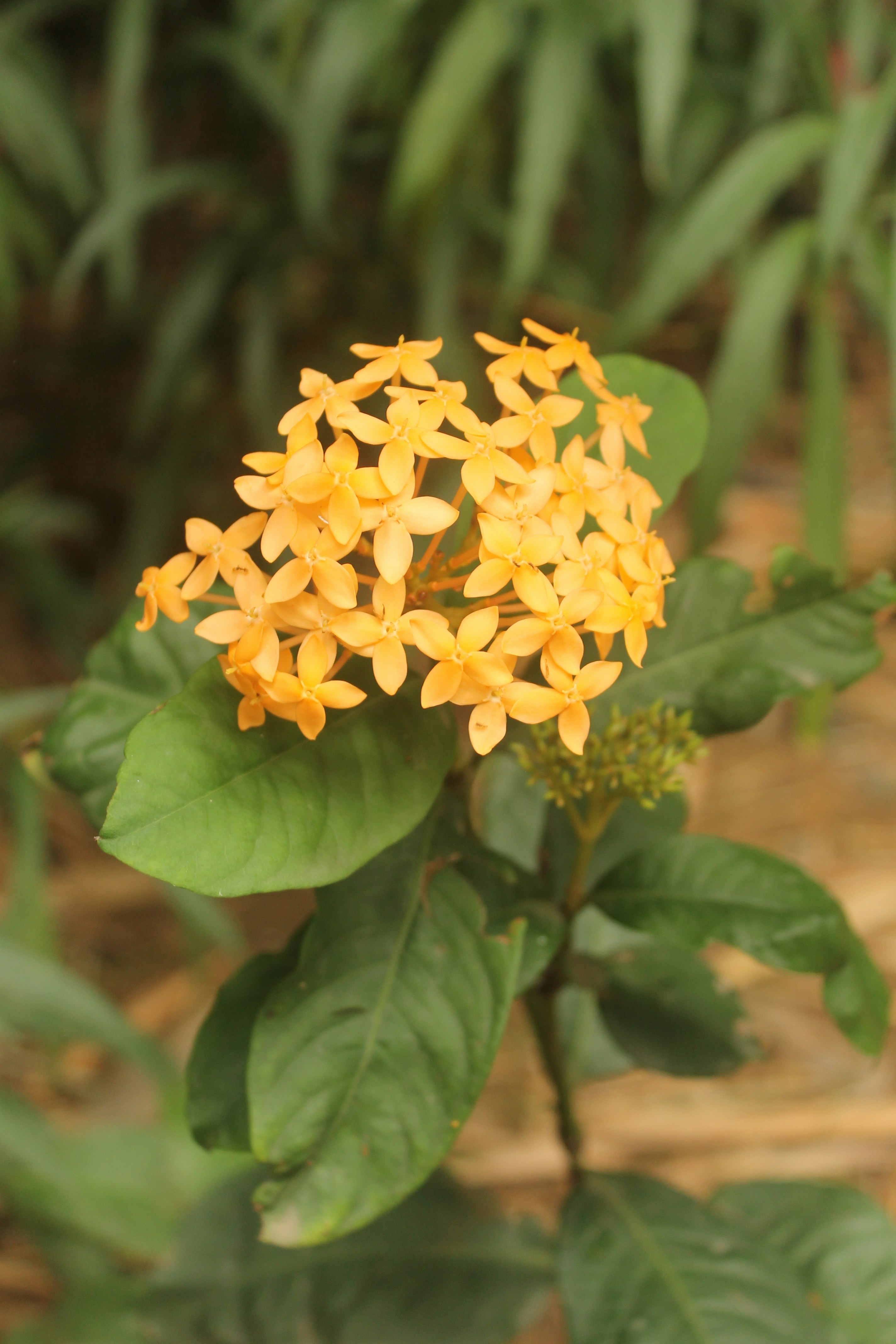 Eine gelbe Blume mit grünen Blättern im Hintergrund