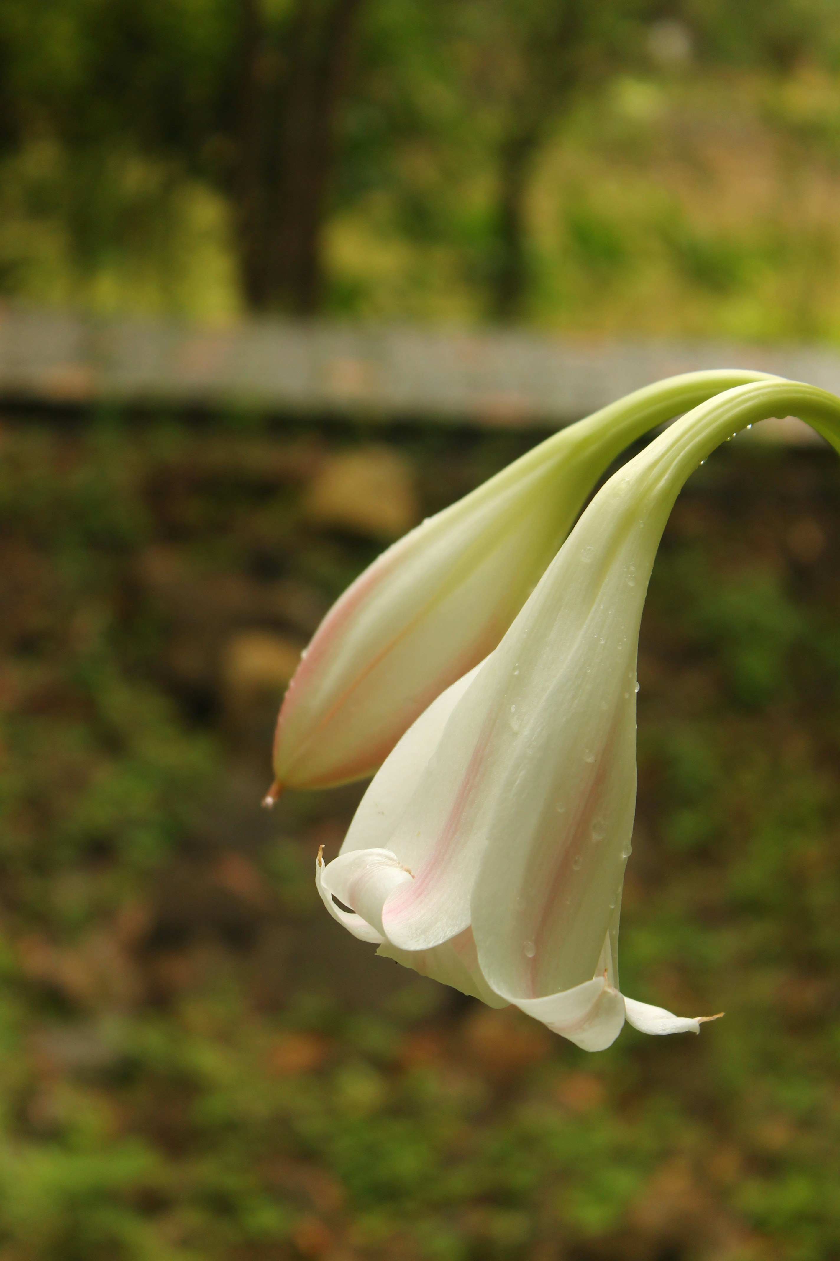 Nahaufnahme einer Blume mit verschwommenem Hintergrund