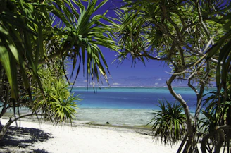 A sandy beach with palm trees and blue water