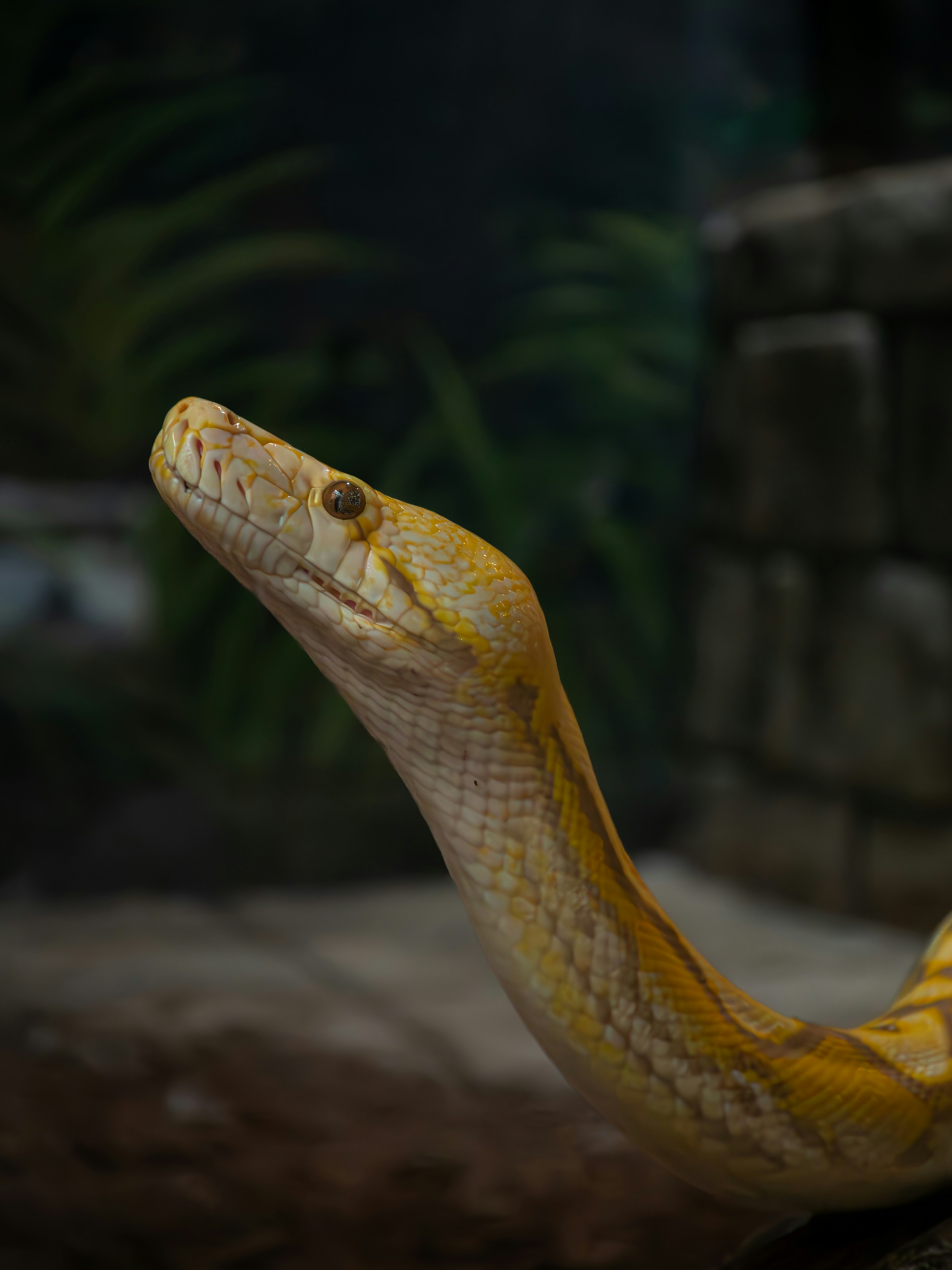 The Arctic Tundra A Cold Reality for Snakes (image credits: unsplash)