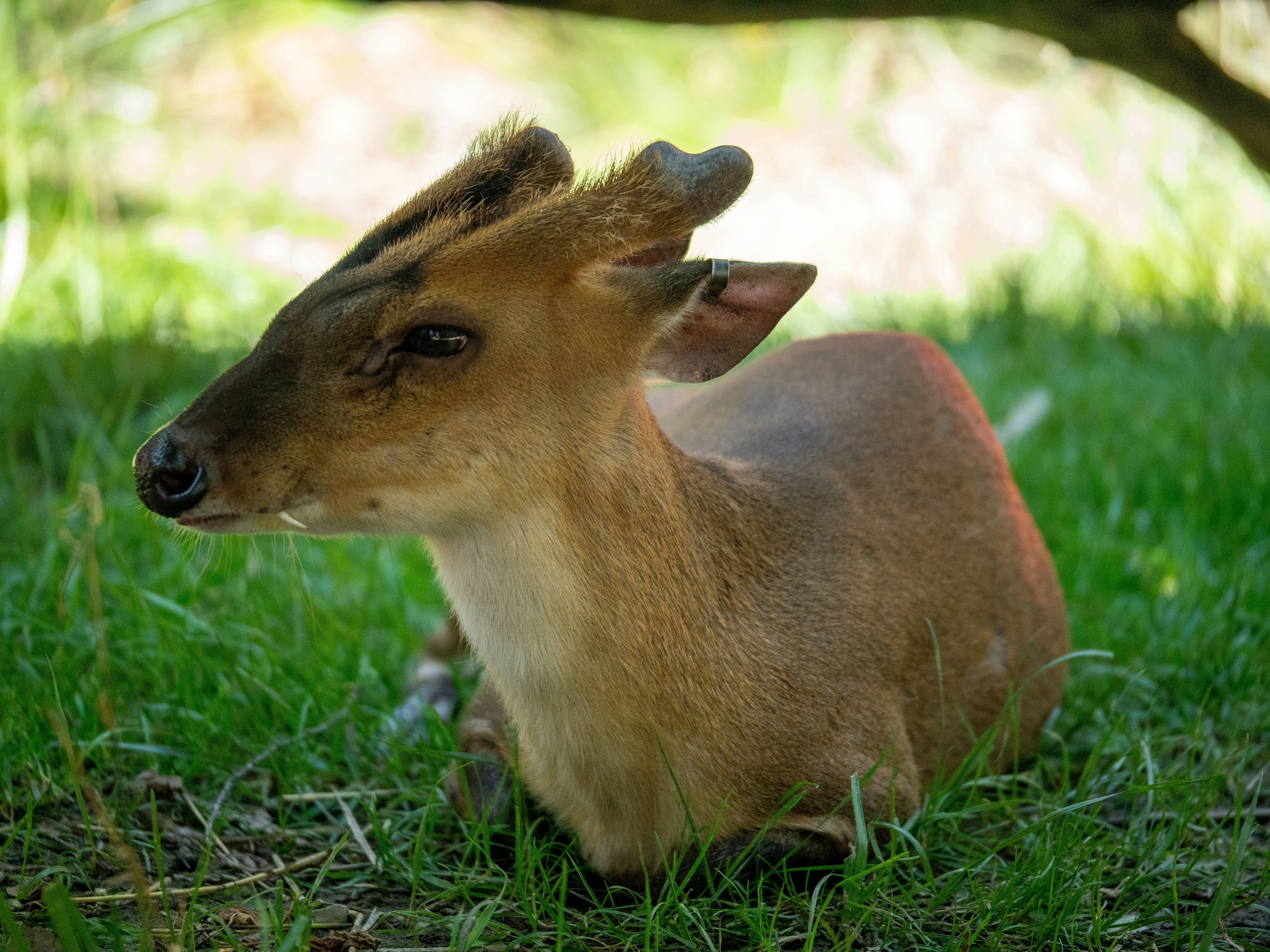 Ein kleines Reh, das auf einer saftig grünen Wiese sitzt