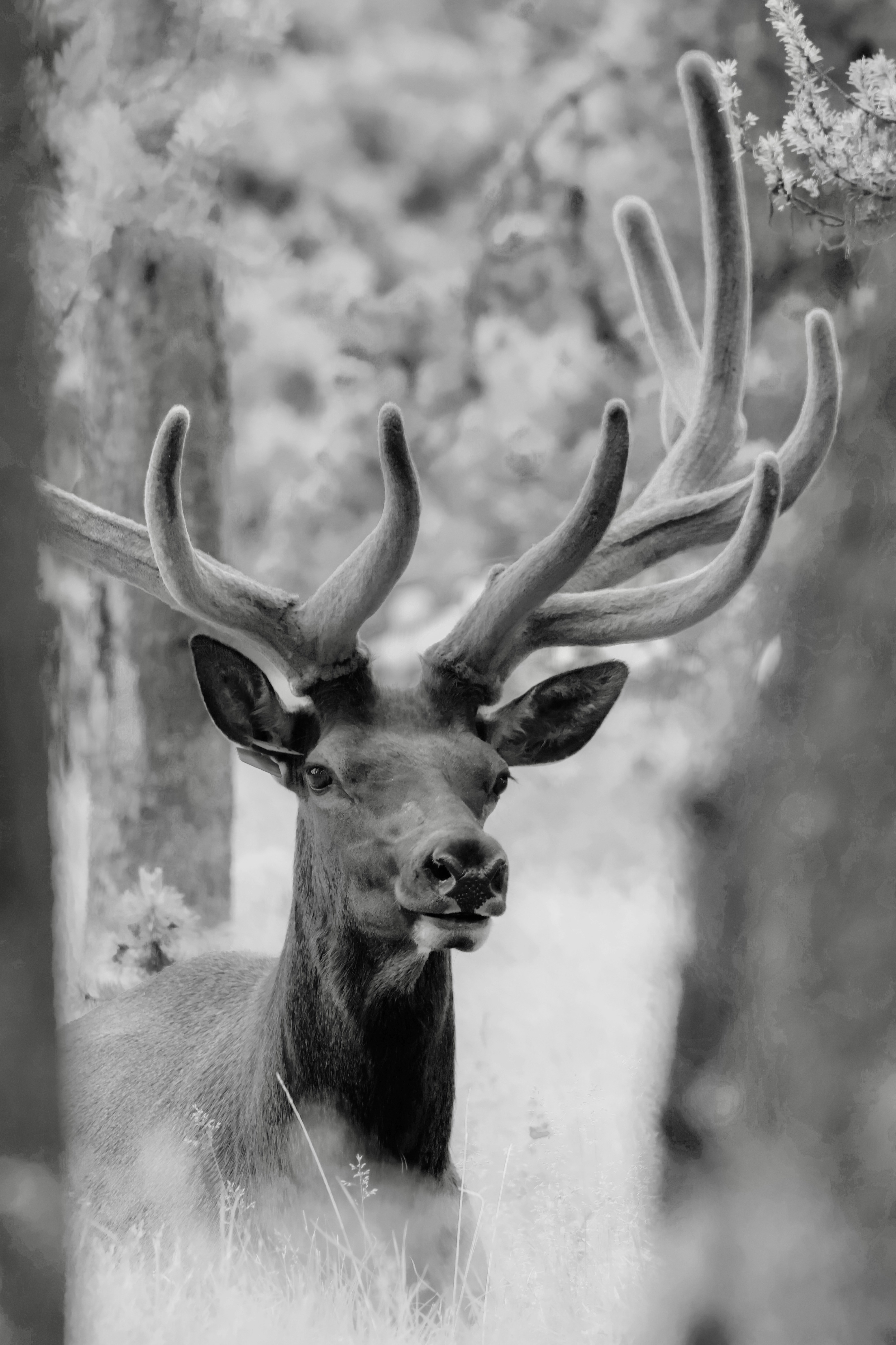 Photo by naturelensephotographer