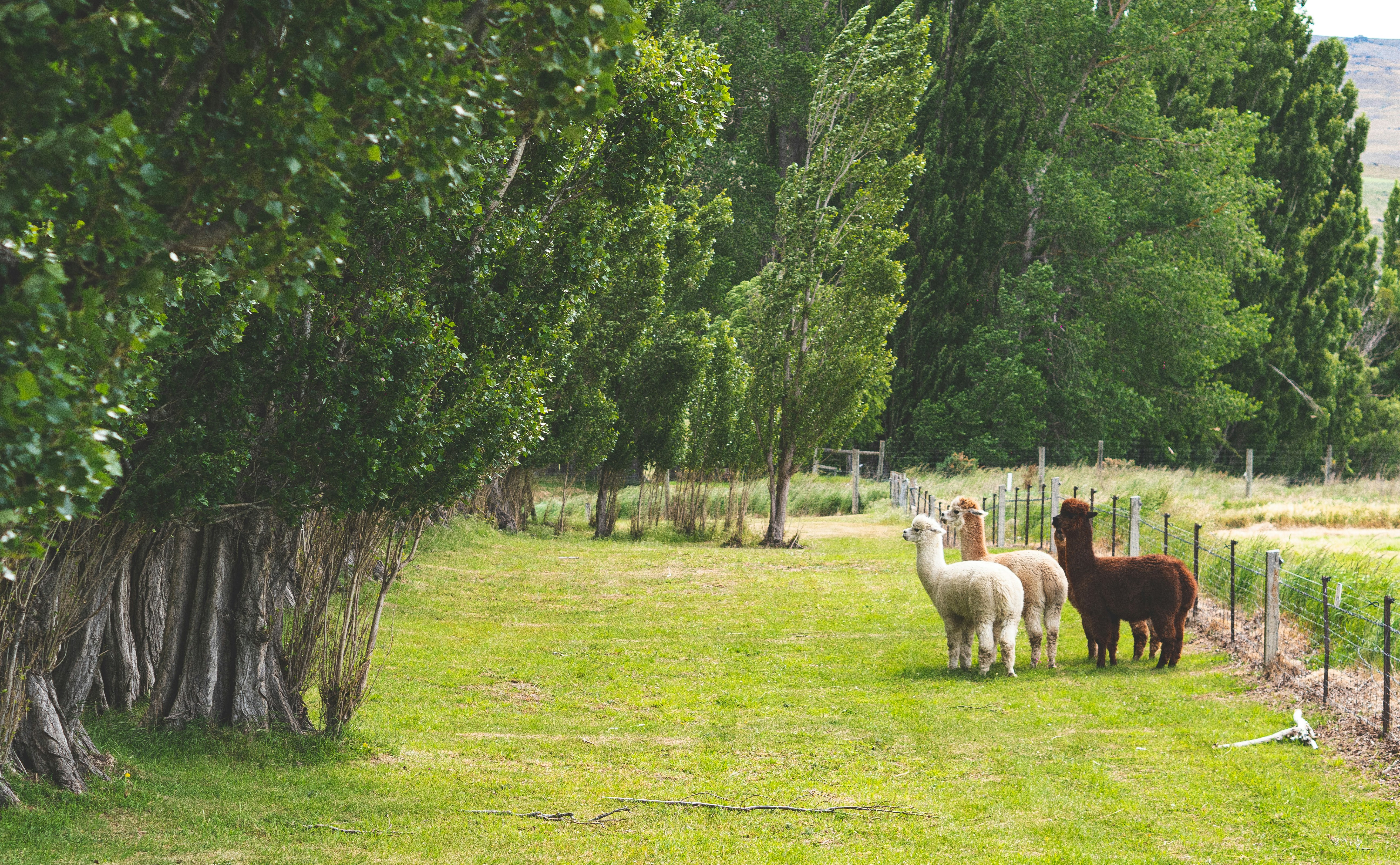 A group of llamas standing in a grassy field