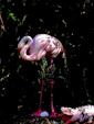 A pink flamingo standing on top of a lush green field