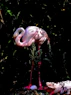 A pink flamingo standing on top of a lush green field