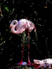 A pink flamingo standing on top of a lush green field
